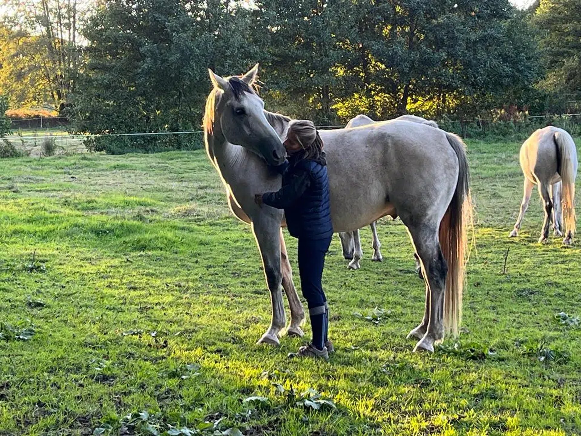médiation équine avec un cheval et une femme