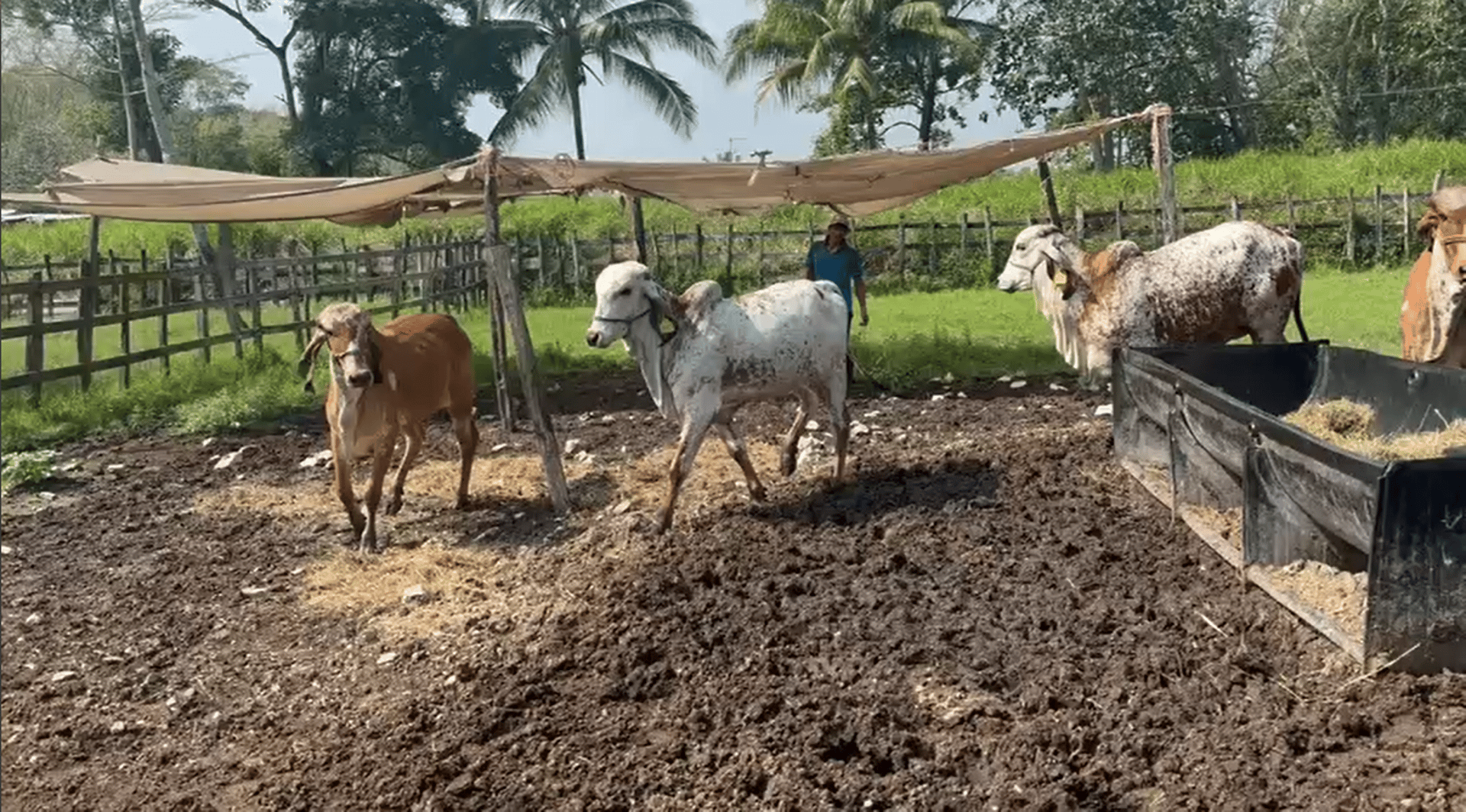black and brown leather padded tub sofa