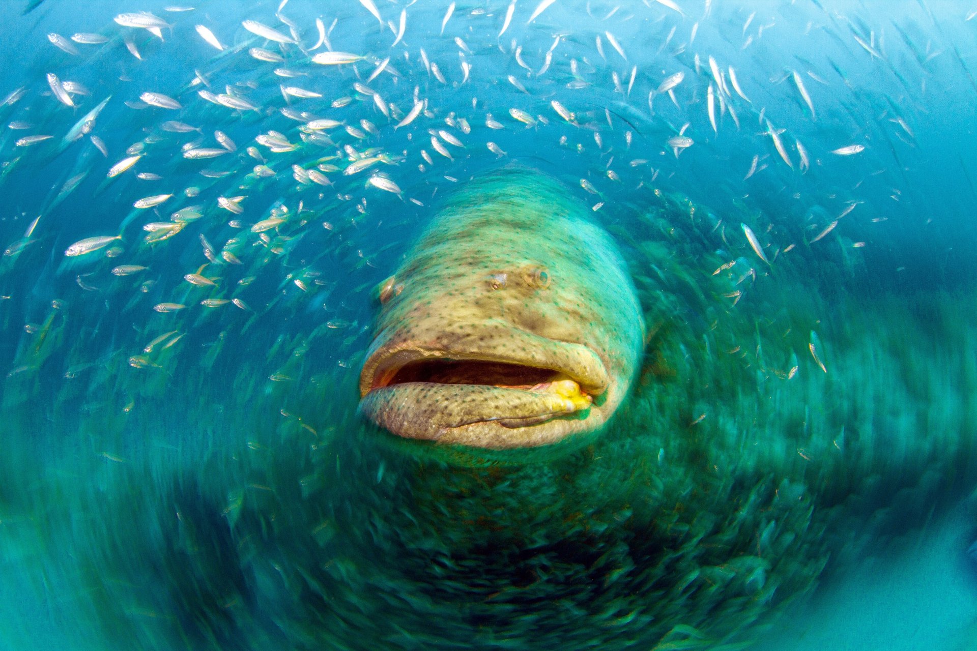 Goliath Grouper in Jupiter Florida Underwater Photography