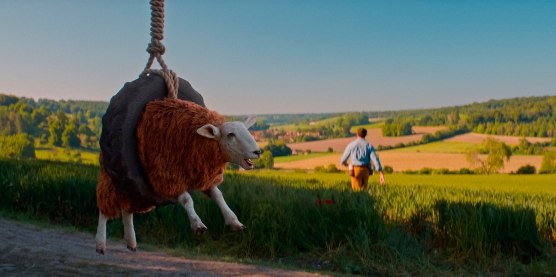 A sheep hanging on a tree swing tyre