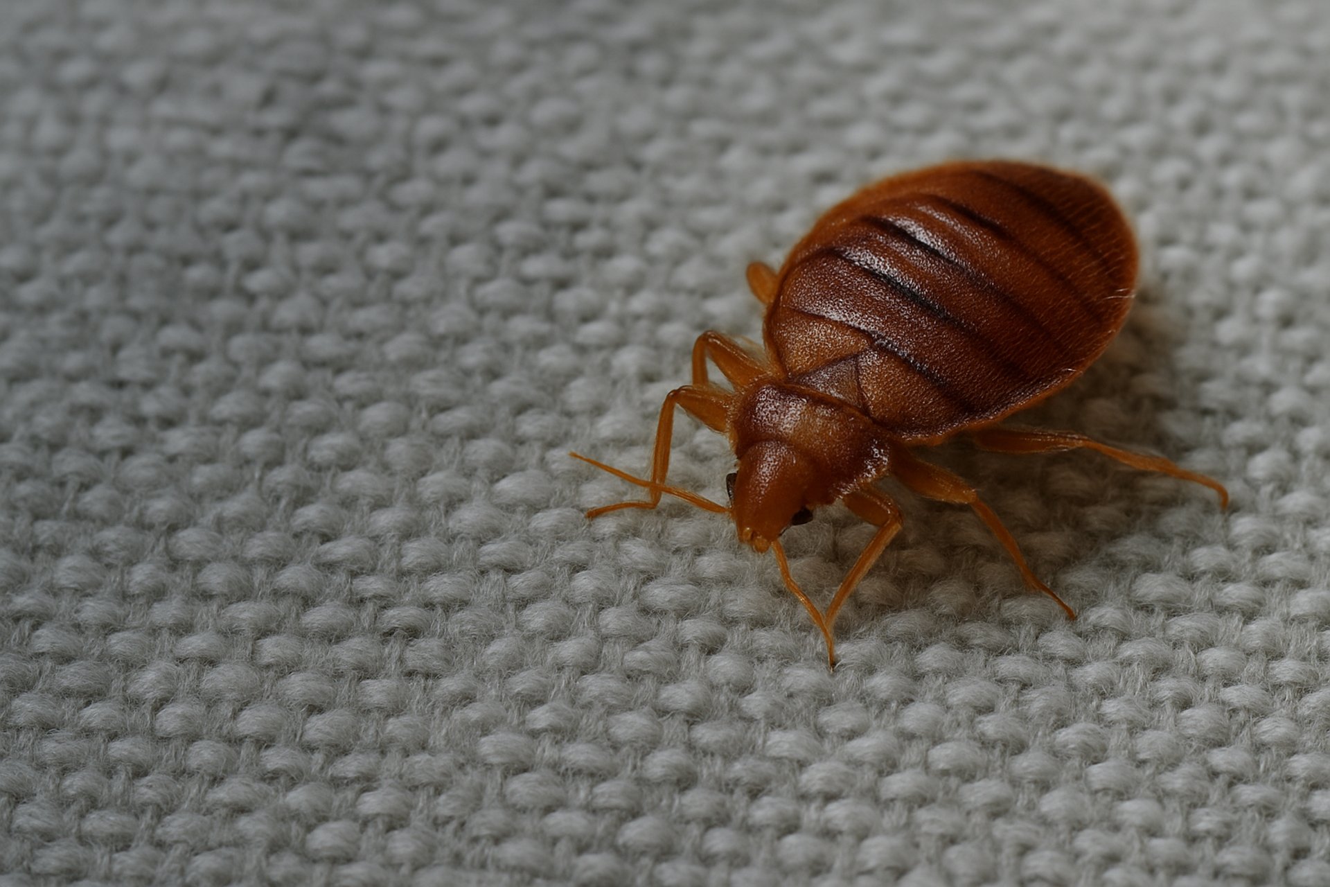 black and brown leather padded tub sofa