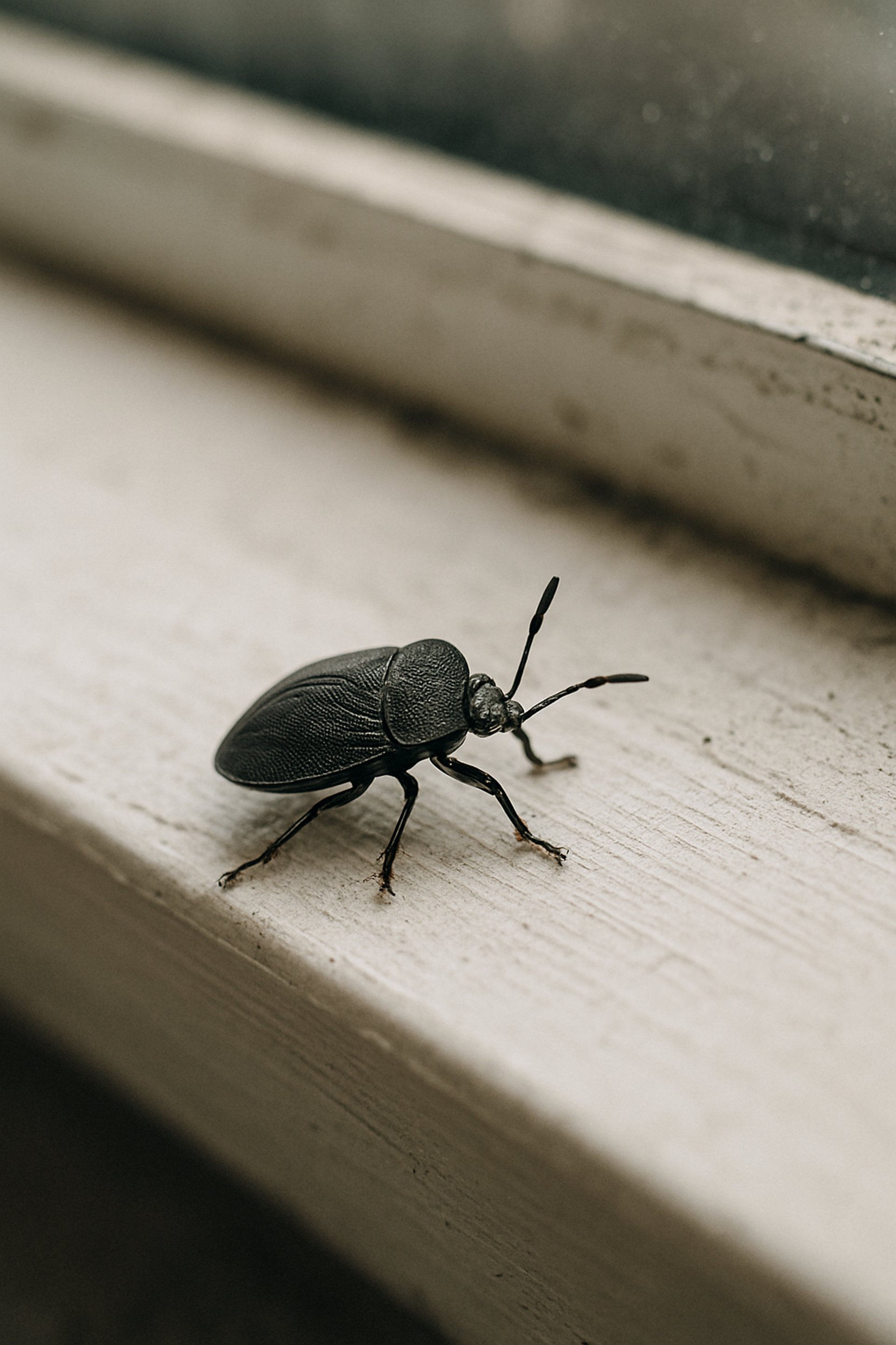 black and brown leather padded tub sofa