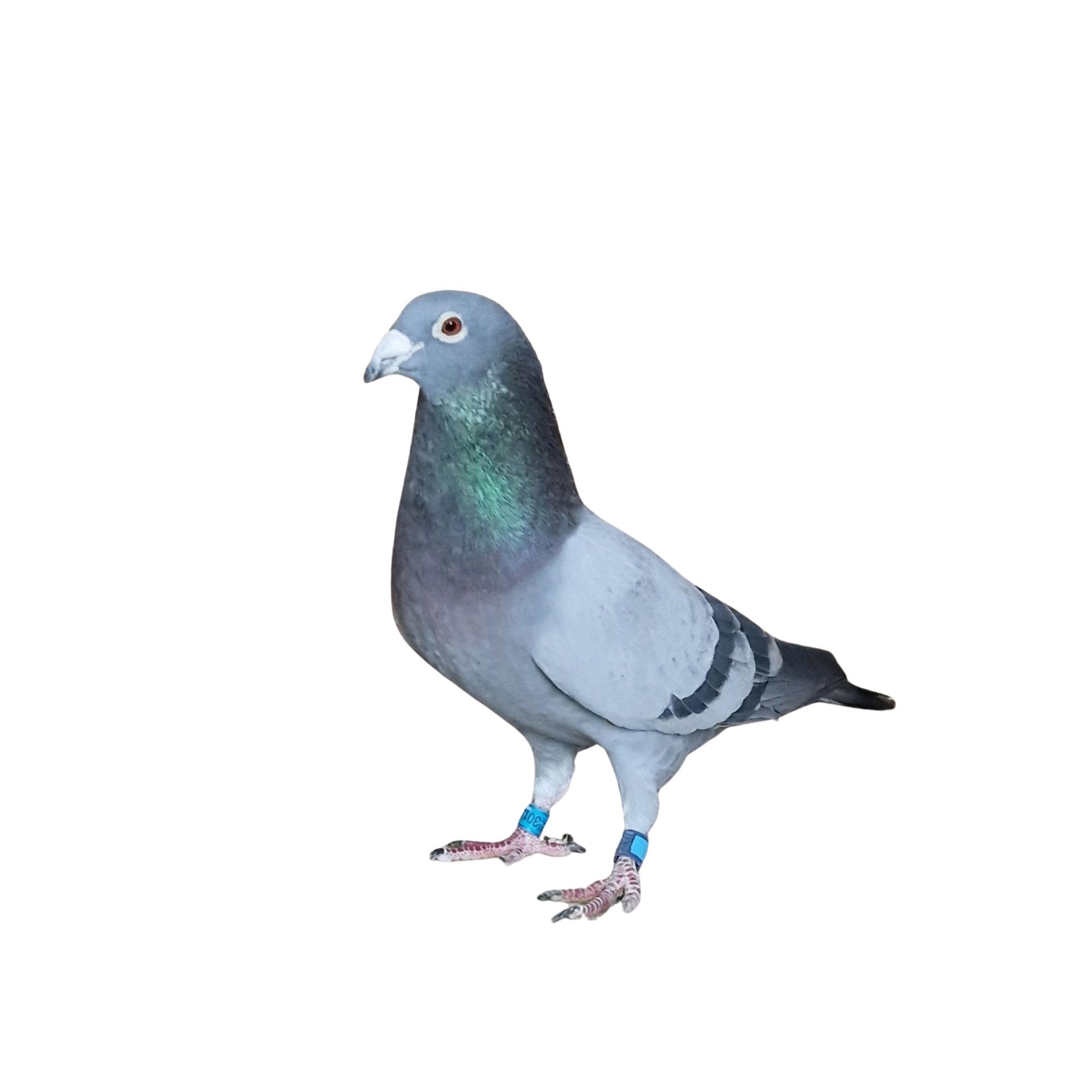 gray computer monitor