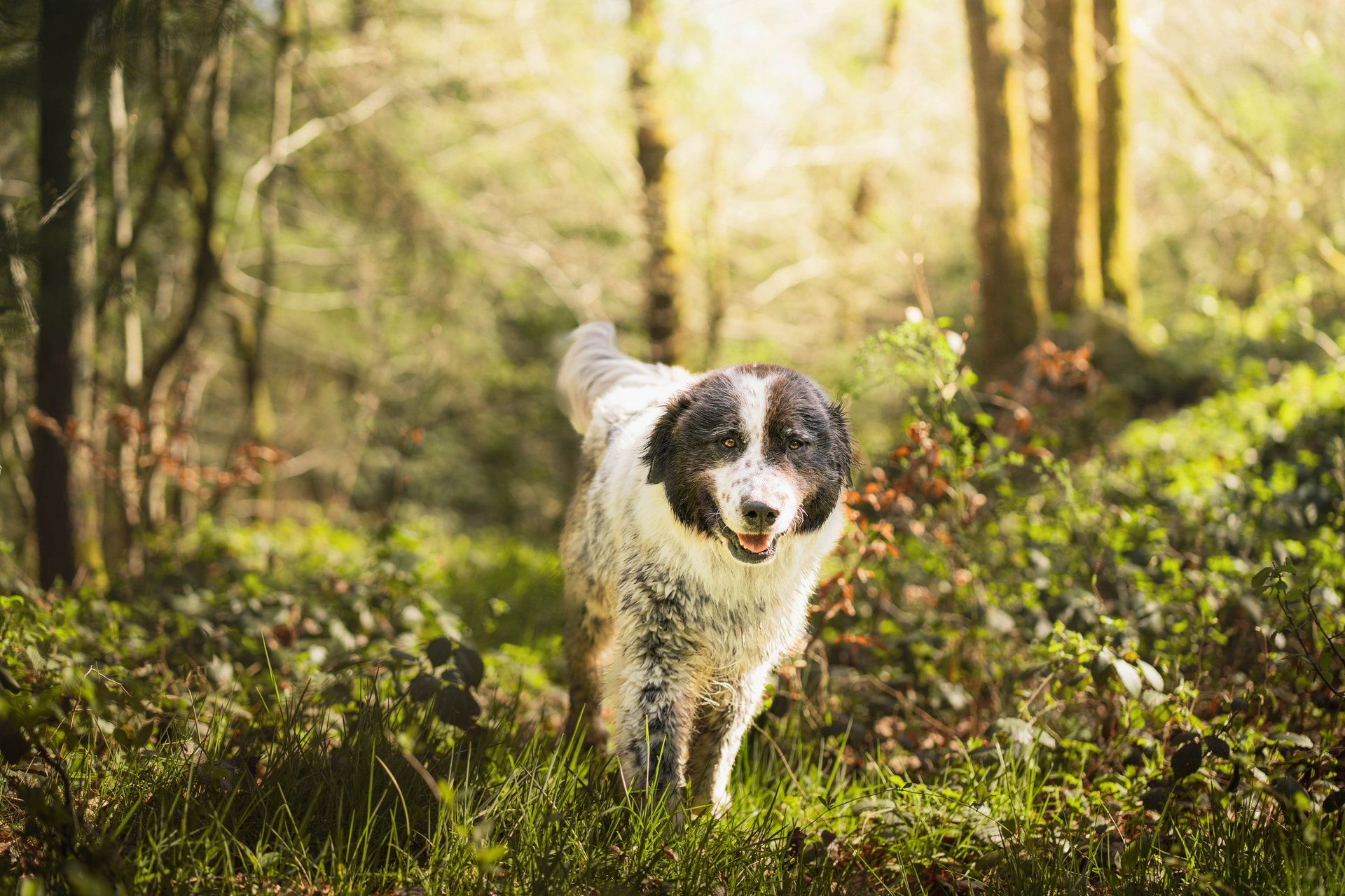 black and white bed linen