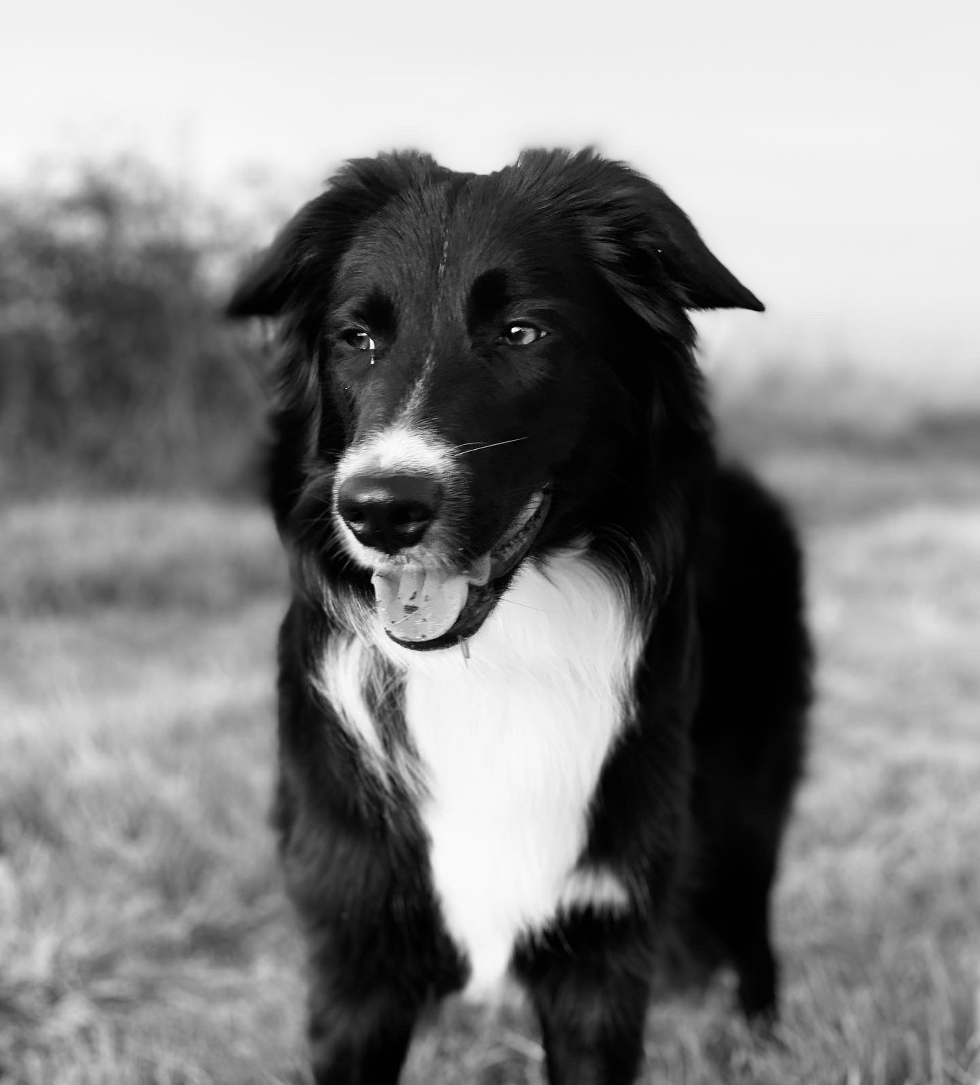 gray computer monitor