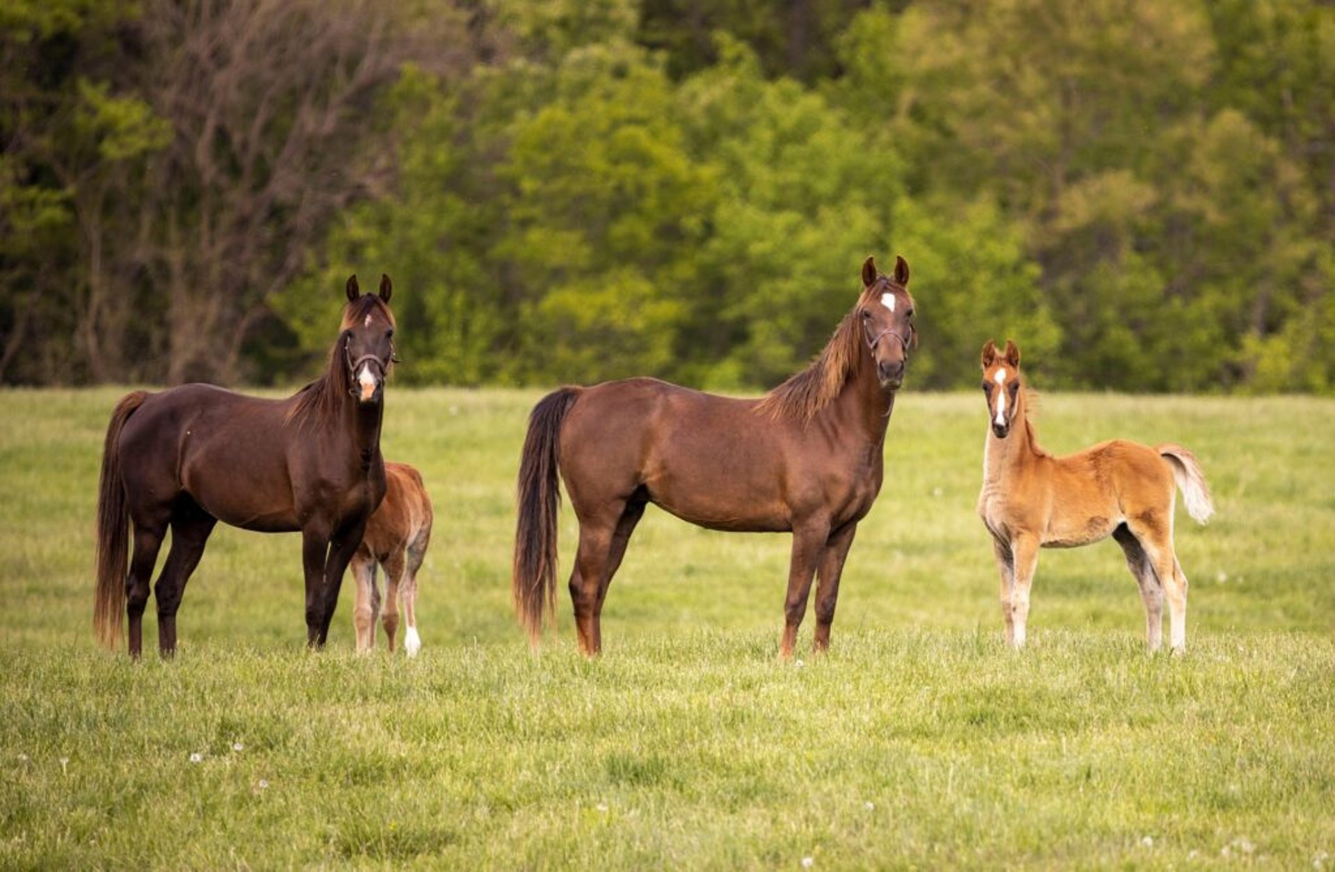 three horses on green ground