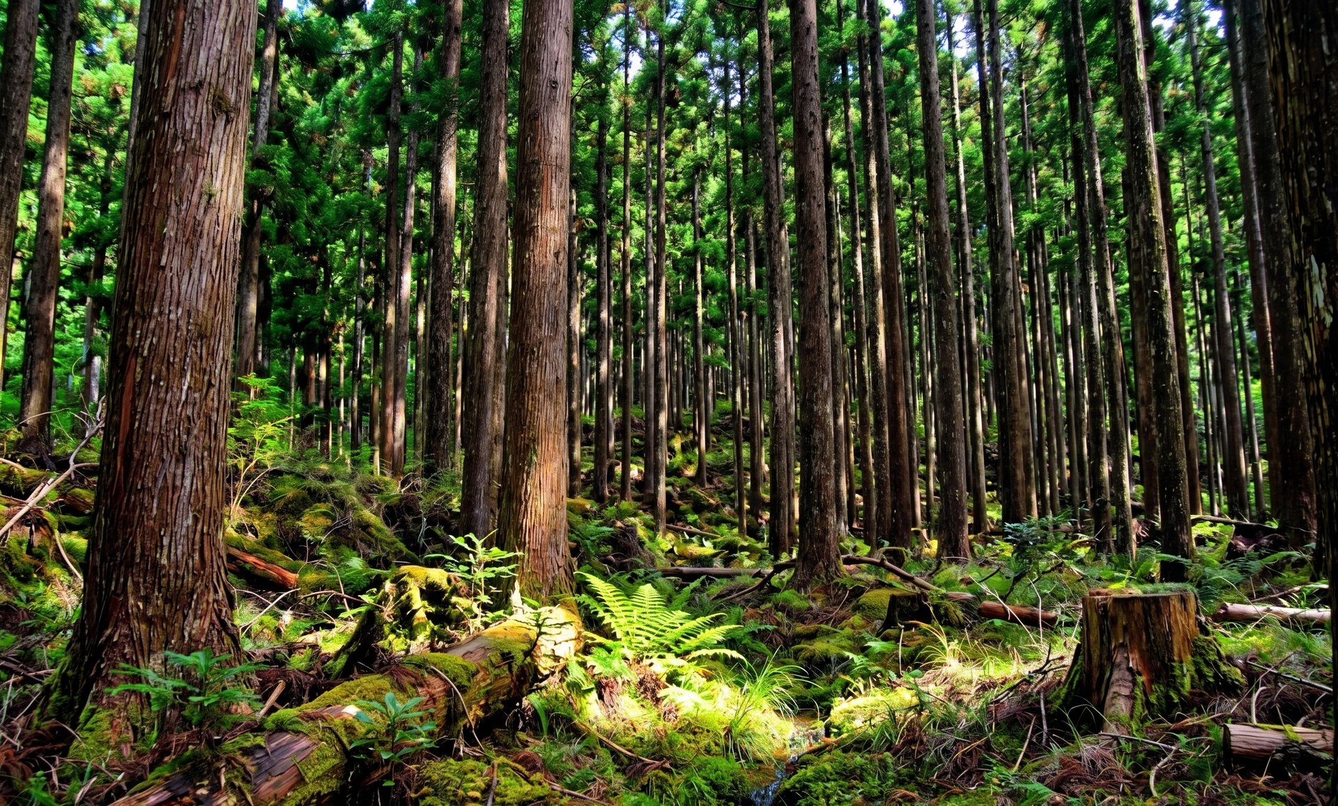 Cryptoméria local pour charpente ossature et menuiserie bois - artisan Charpente Cilaos, La Réunion 974