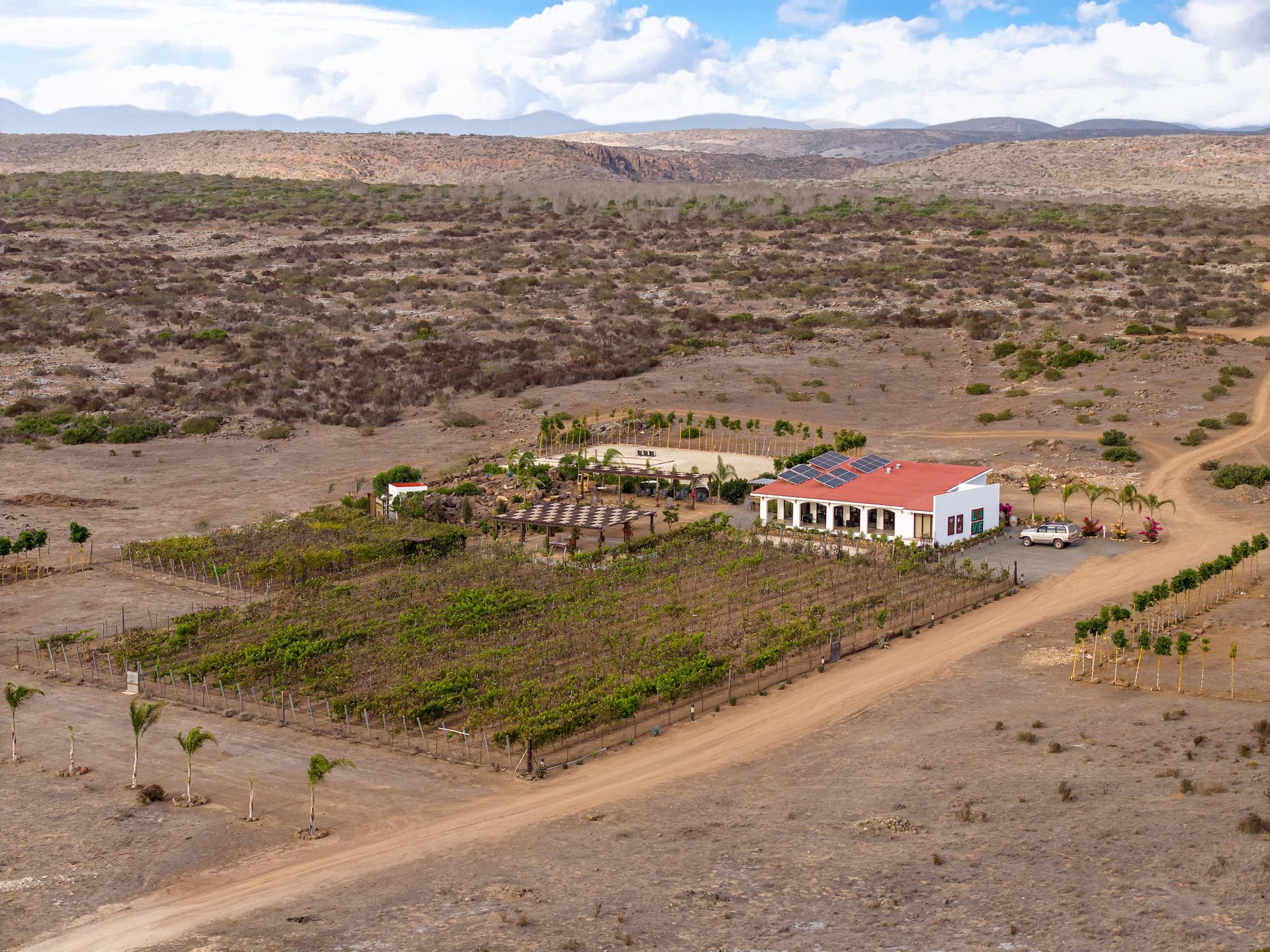 Close-up of textured tree bark with blurred background