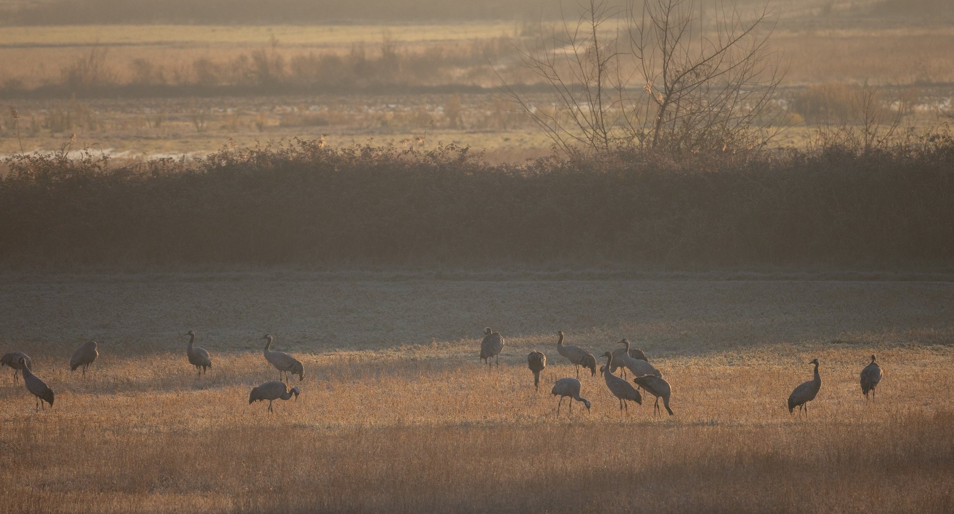 cranes at laake kerkini early morning
