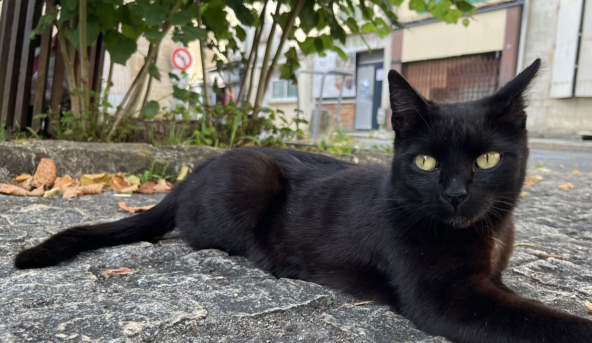 white and brown cat sitting on gray concrete surface