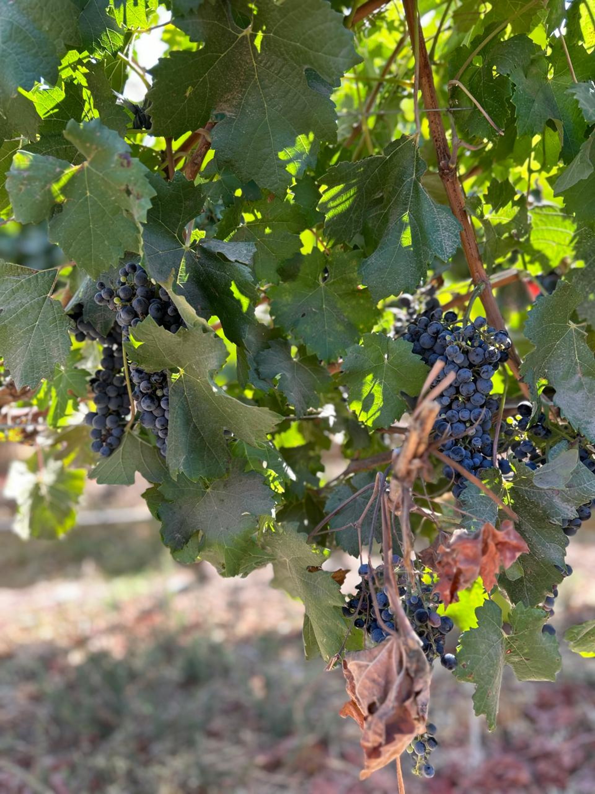 an abstract photo of a curved building with a blue sky in the background