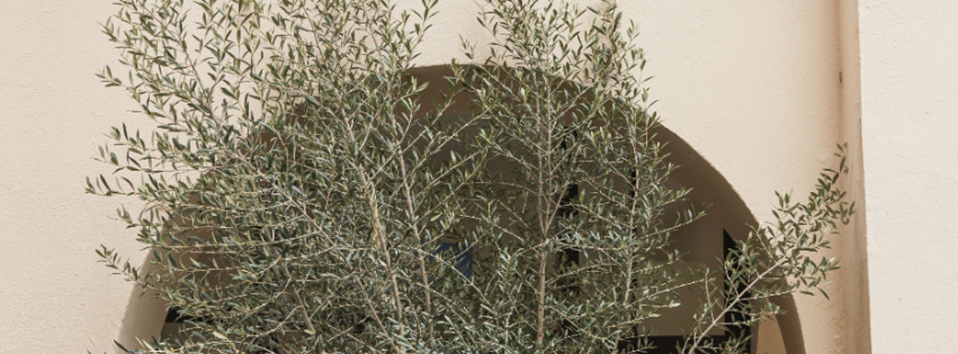 yellow sunflower field during daytime