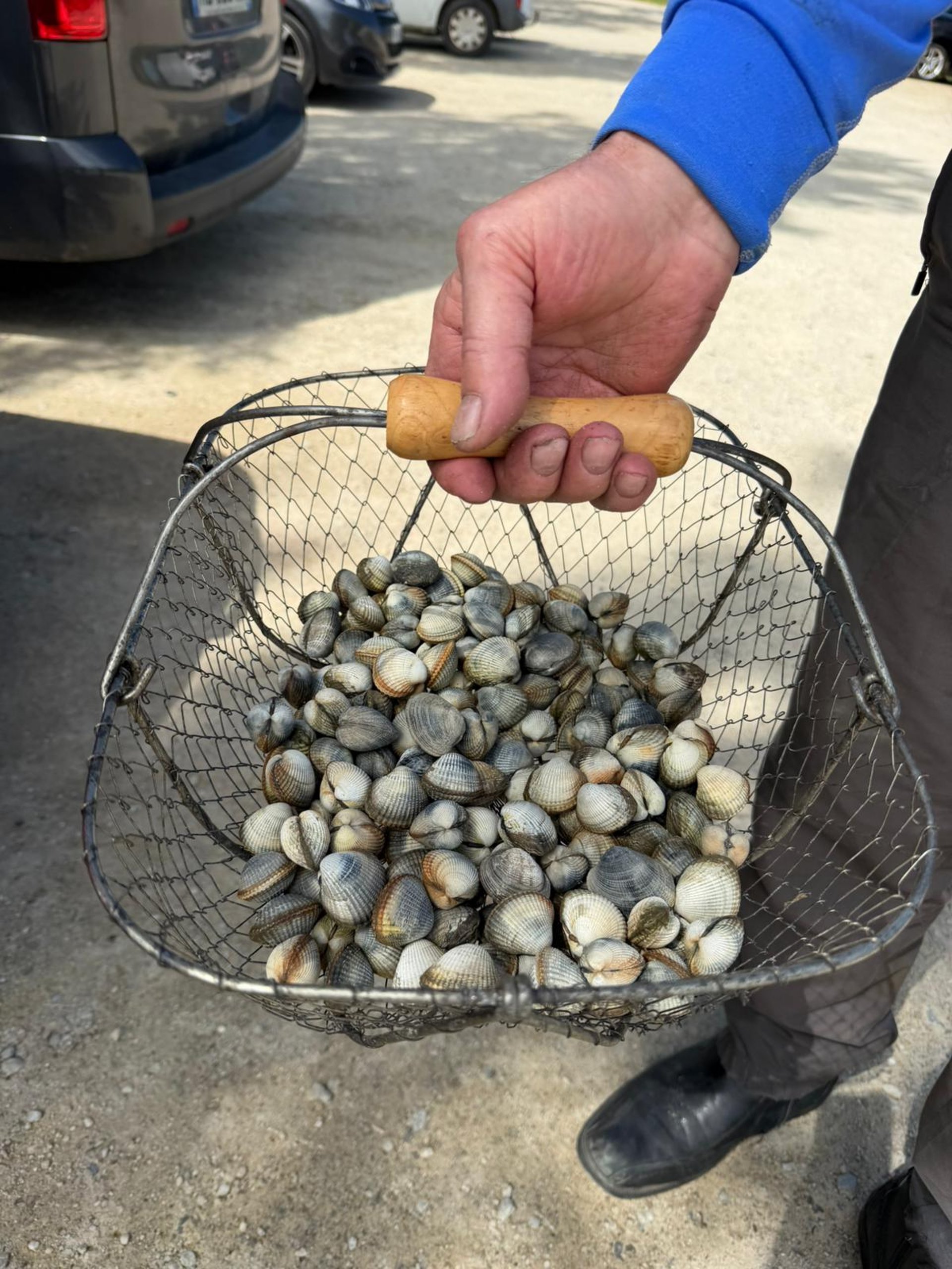 A basket filled with fresh clams