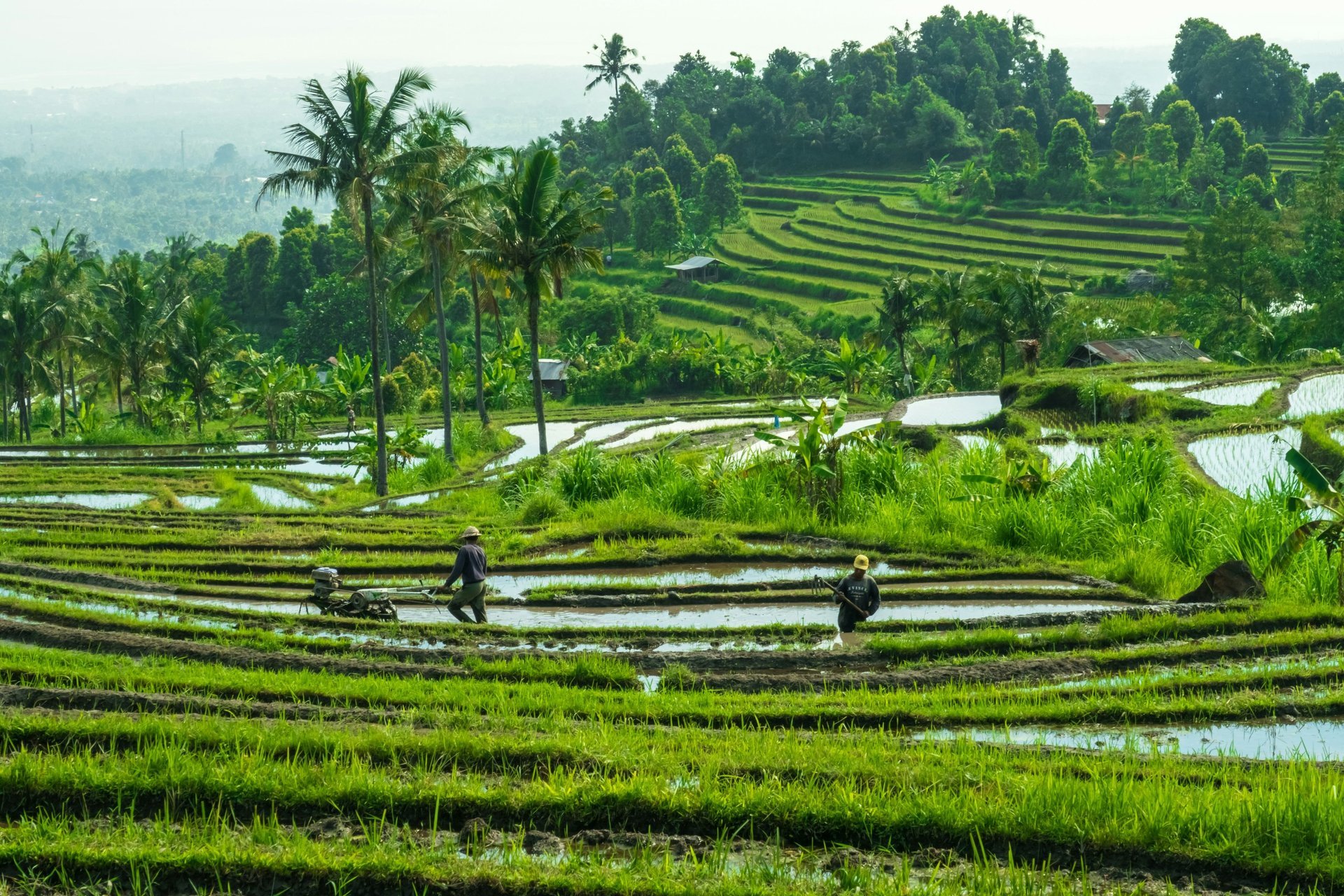 a person walking through a field of grass with a waterfall in the background