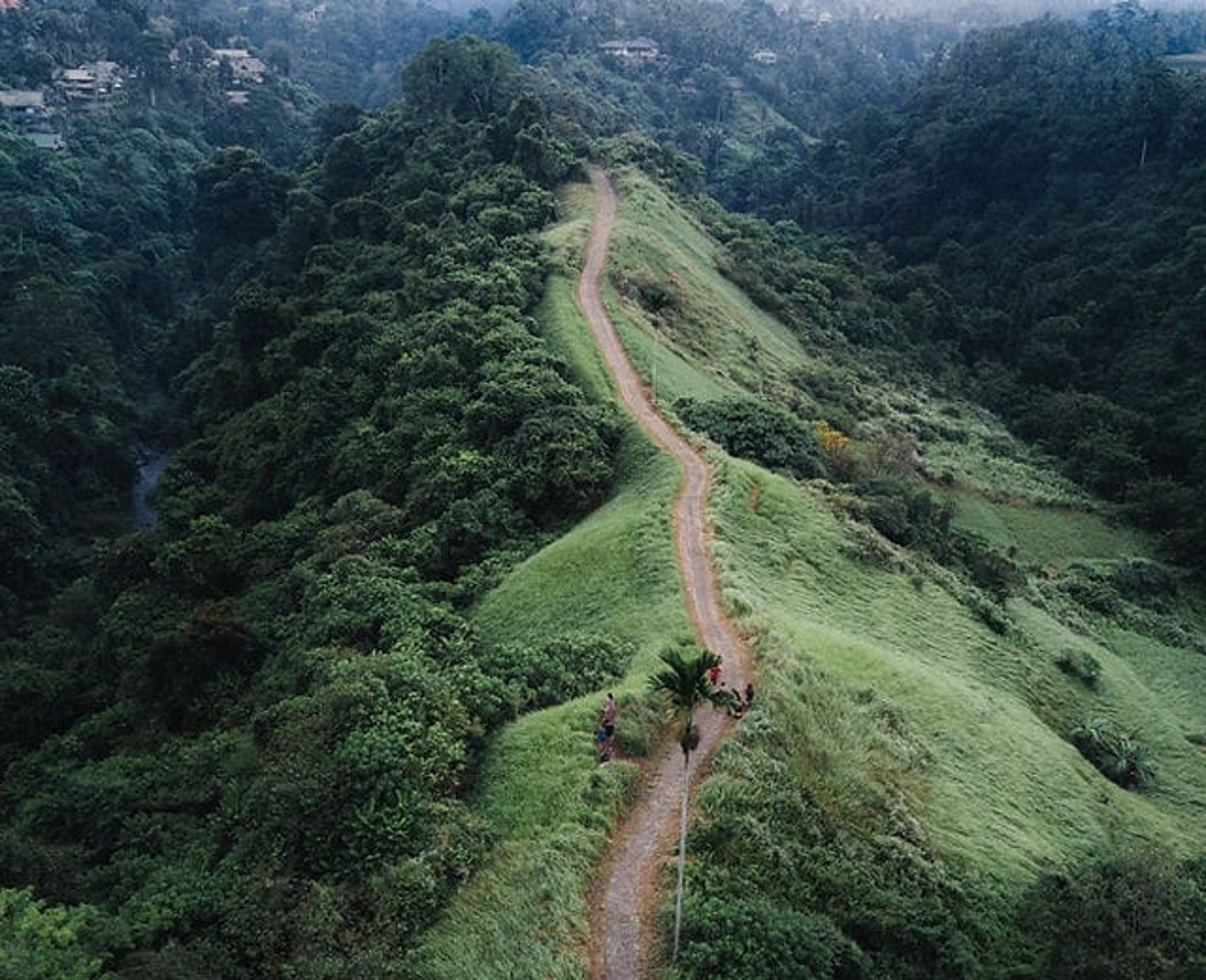 A dirt path in the middle of a forest