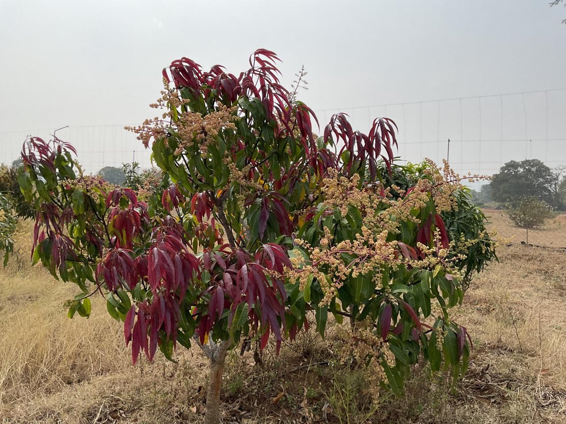 gray computer monitor