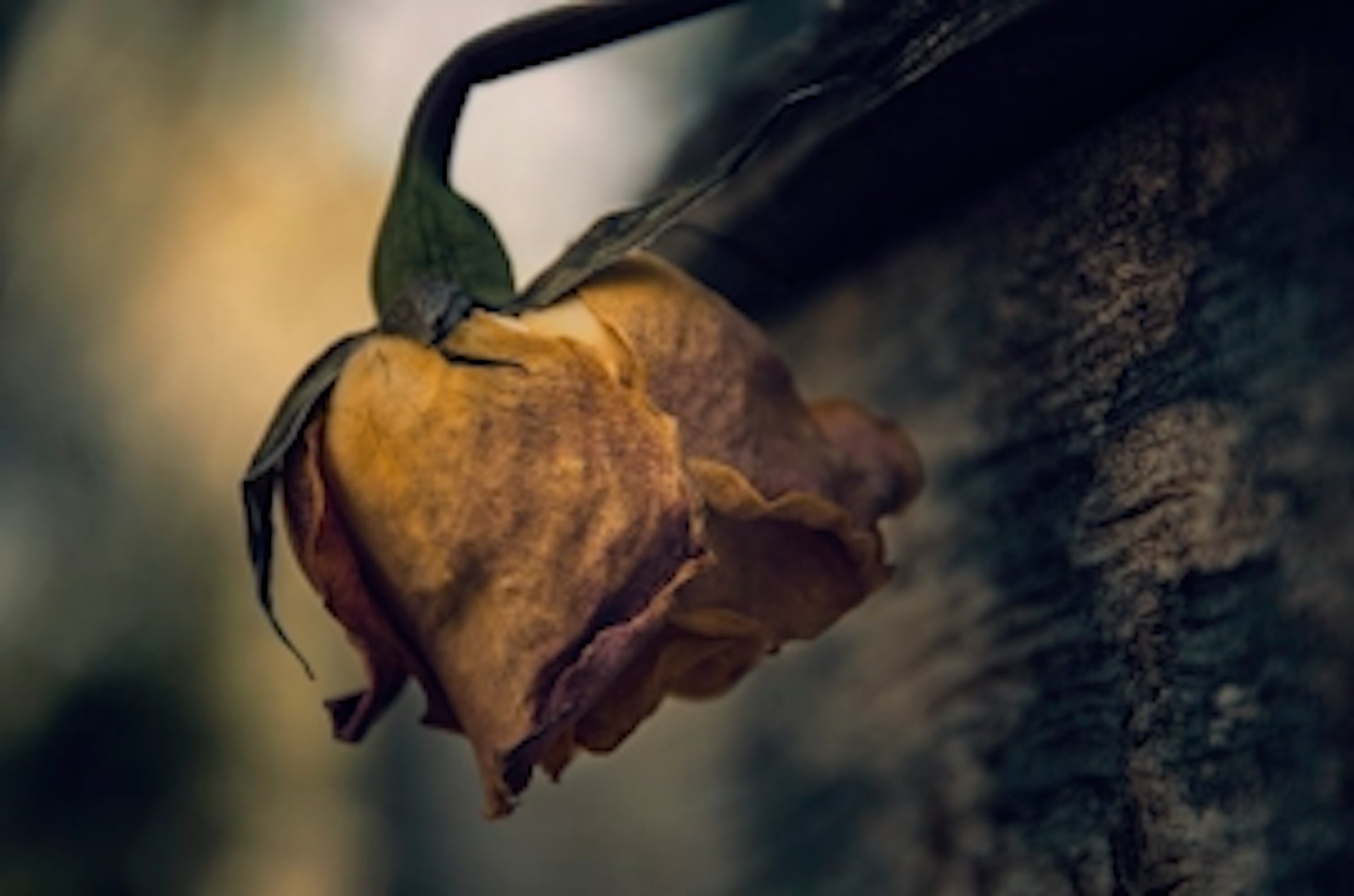 green grass field under blue sky during daytime