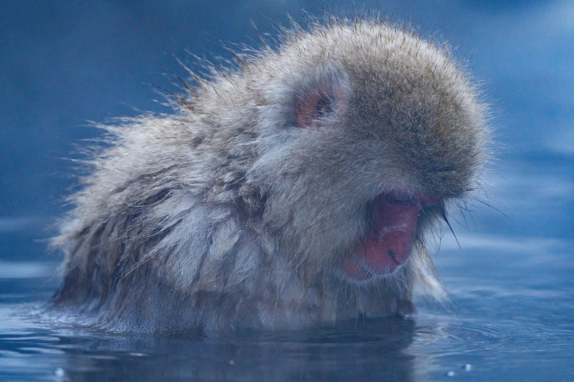 two white-and-tan dogs