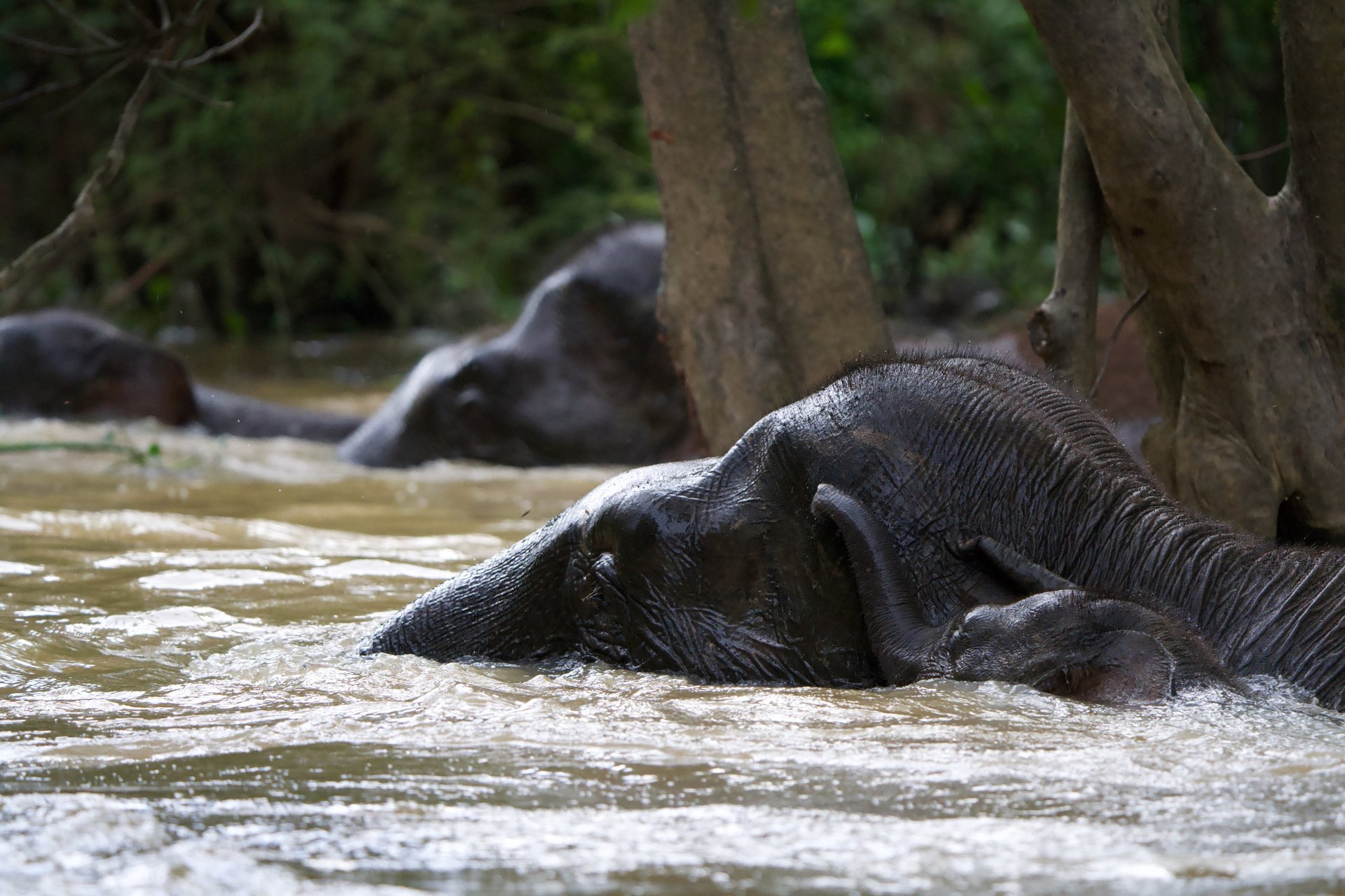 long-coated white puppy litter