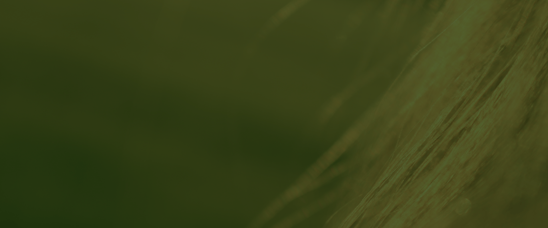 shallow focus photography of green leafed plants