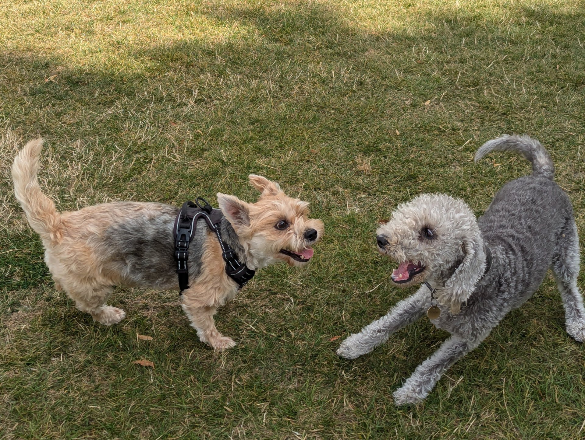 woman wearing yellow long-sleeved dress under white clouds and blue sky during daytime