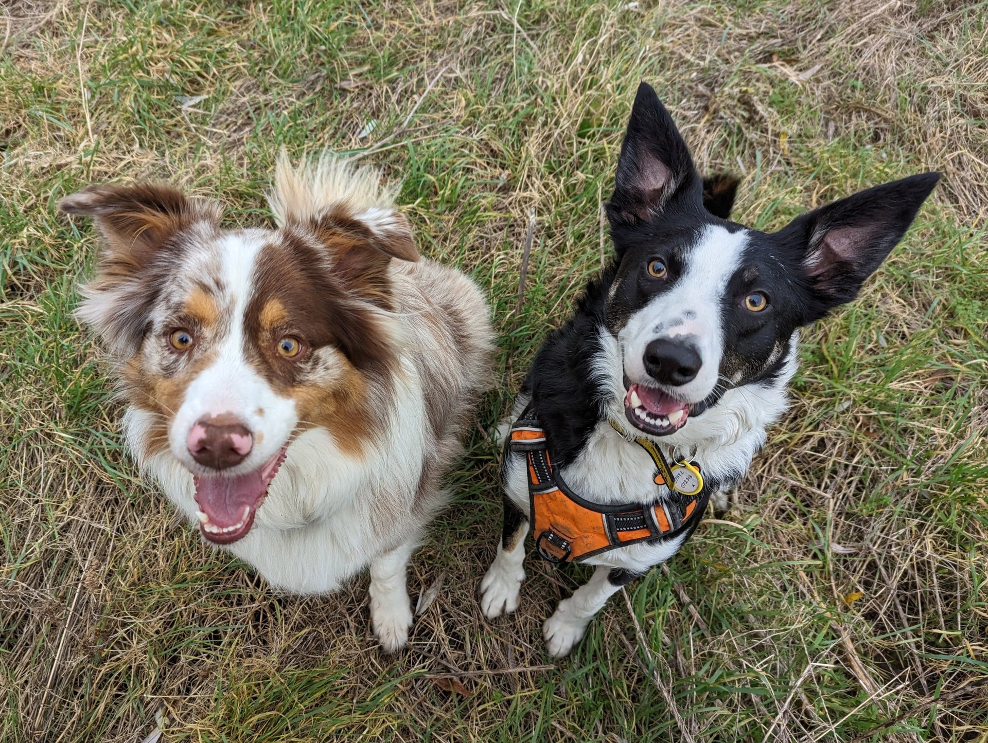 black and brown leather padded tub sofa