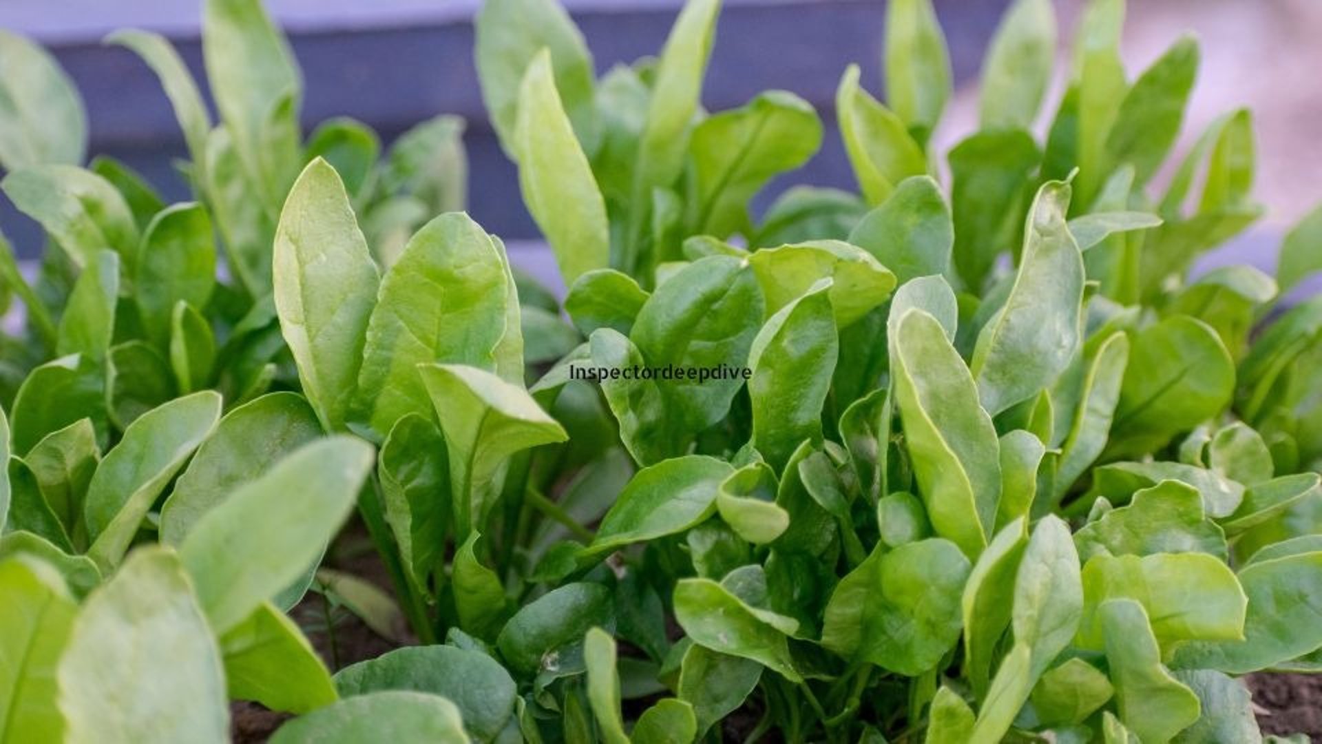 green leaves on brown wooden table