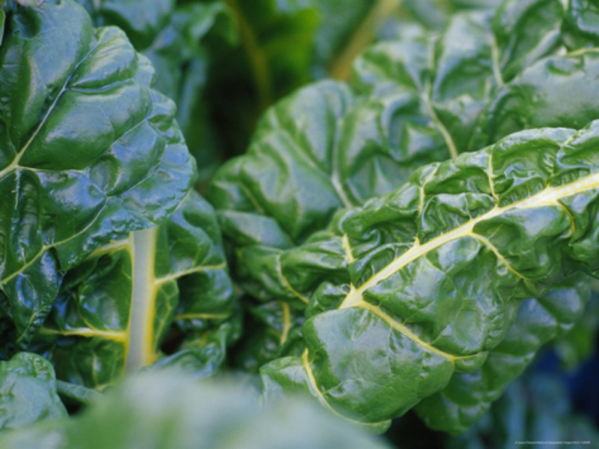a close up of a green leafy plant in a field