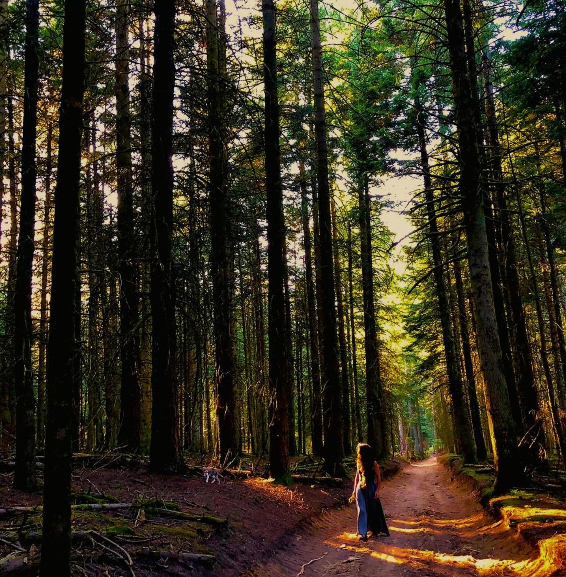 green-leaved trees