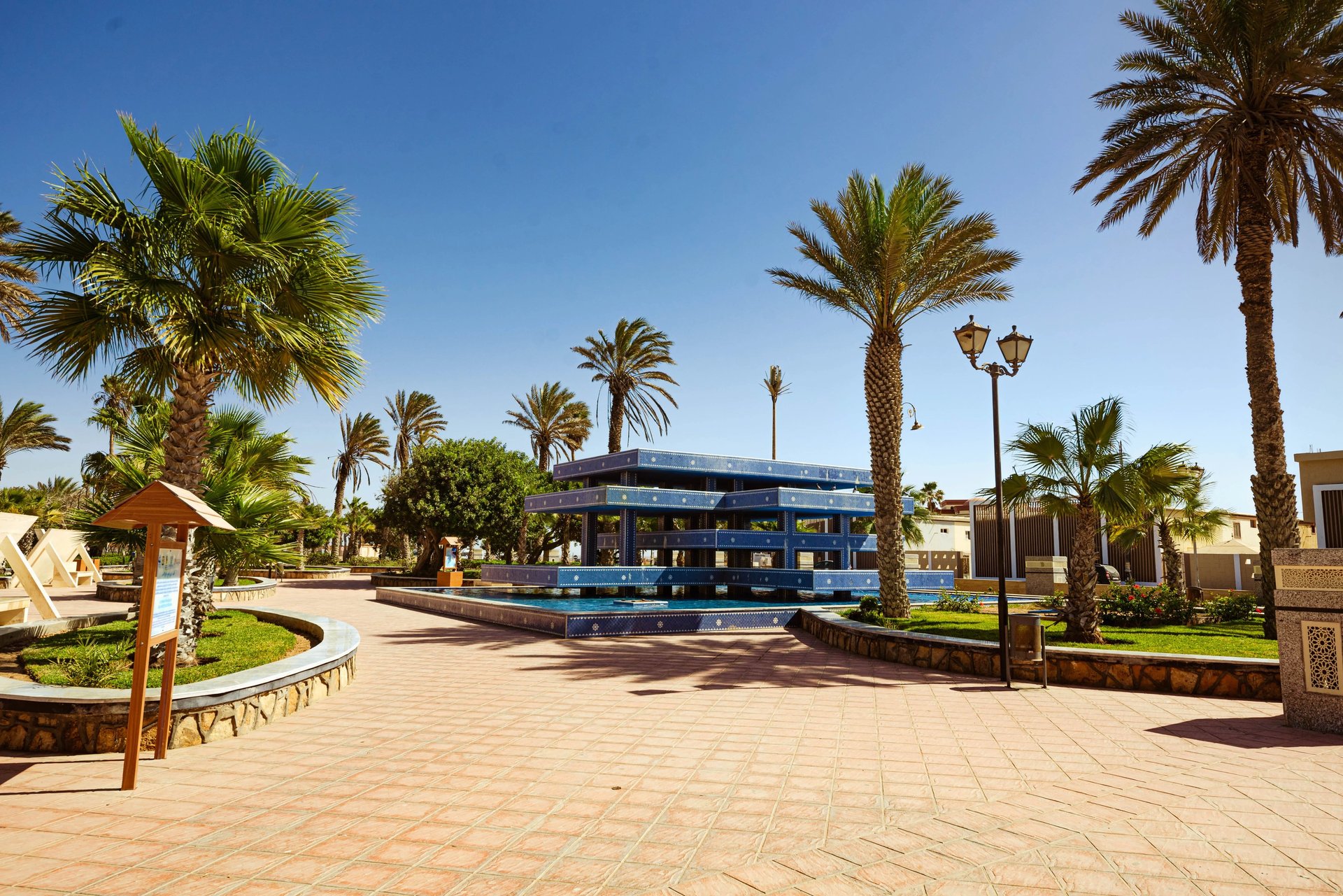 camels Dakhla Photographer Morocco