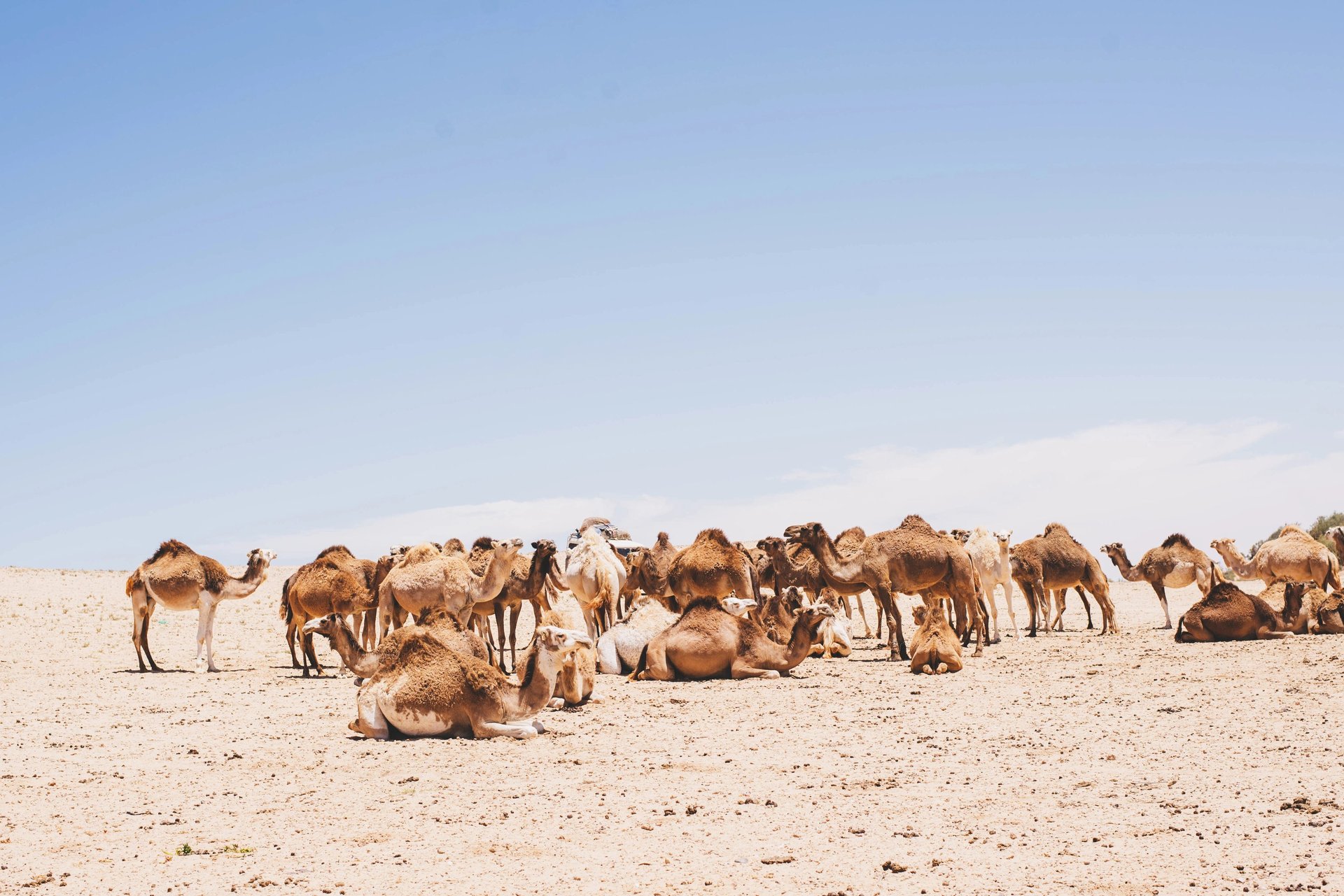 camels Dakhla Photographer Morocco