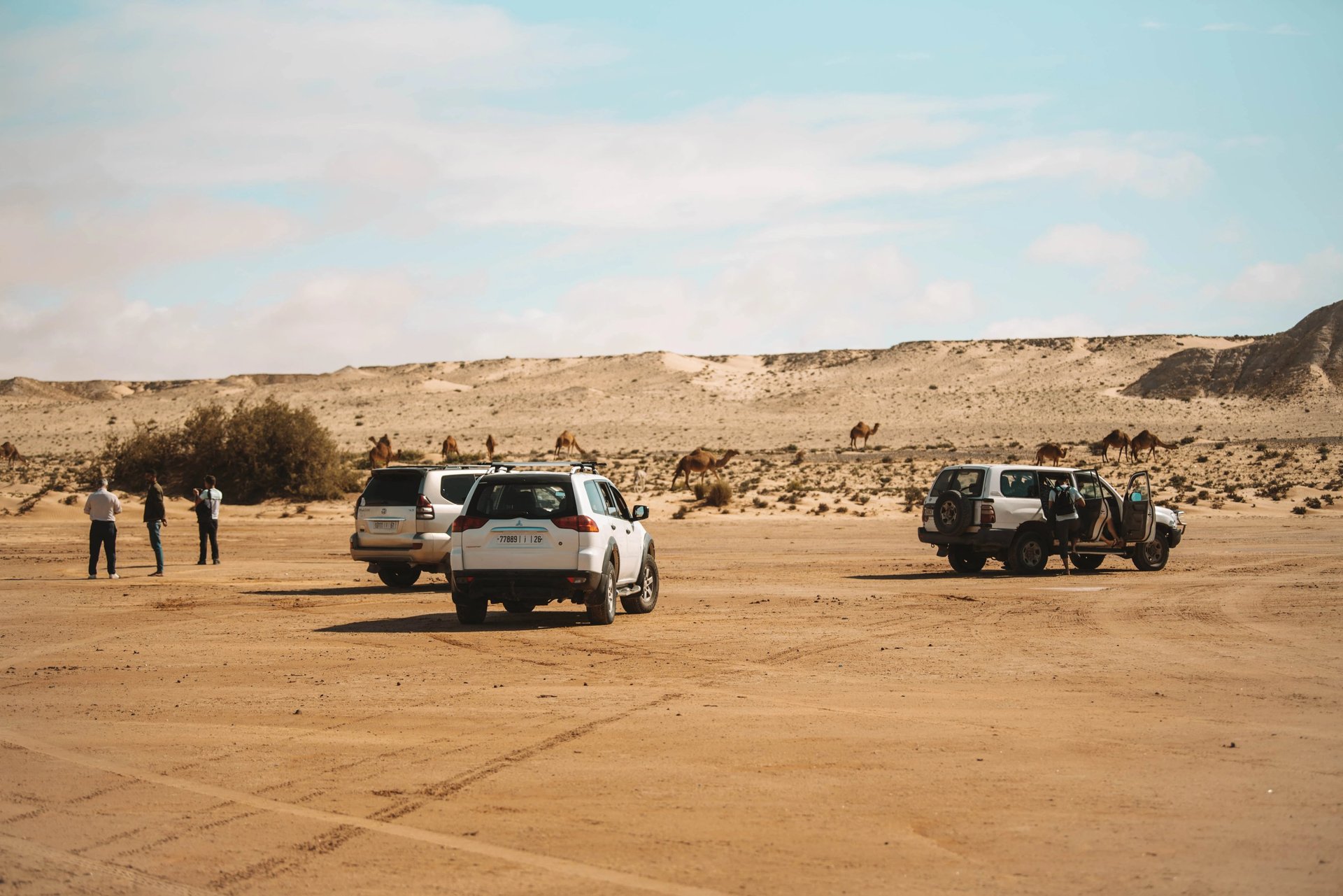 camels Dakhla Photographer Morocco