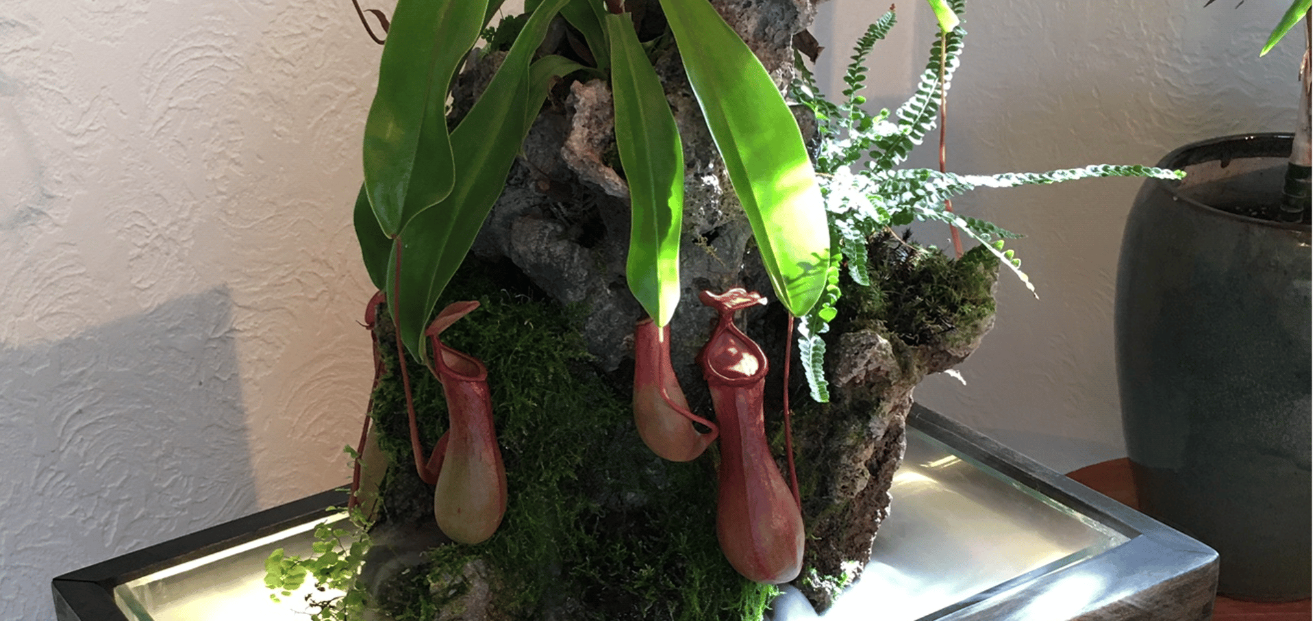 Nepenthes and moss waterfall sculpture with lighted base