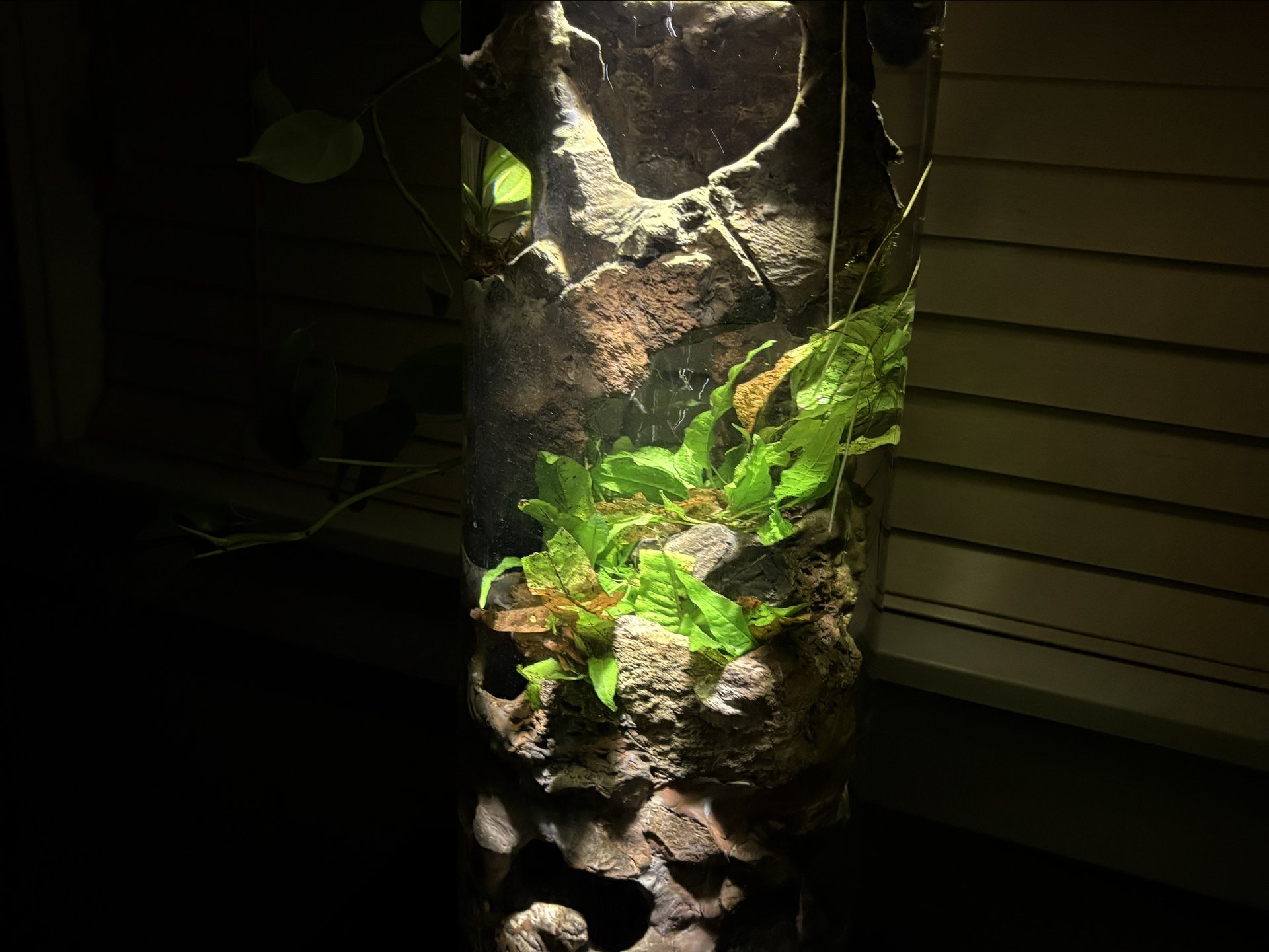 Nepenthes and moss waterfall sculpture with lighted base