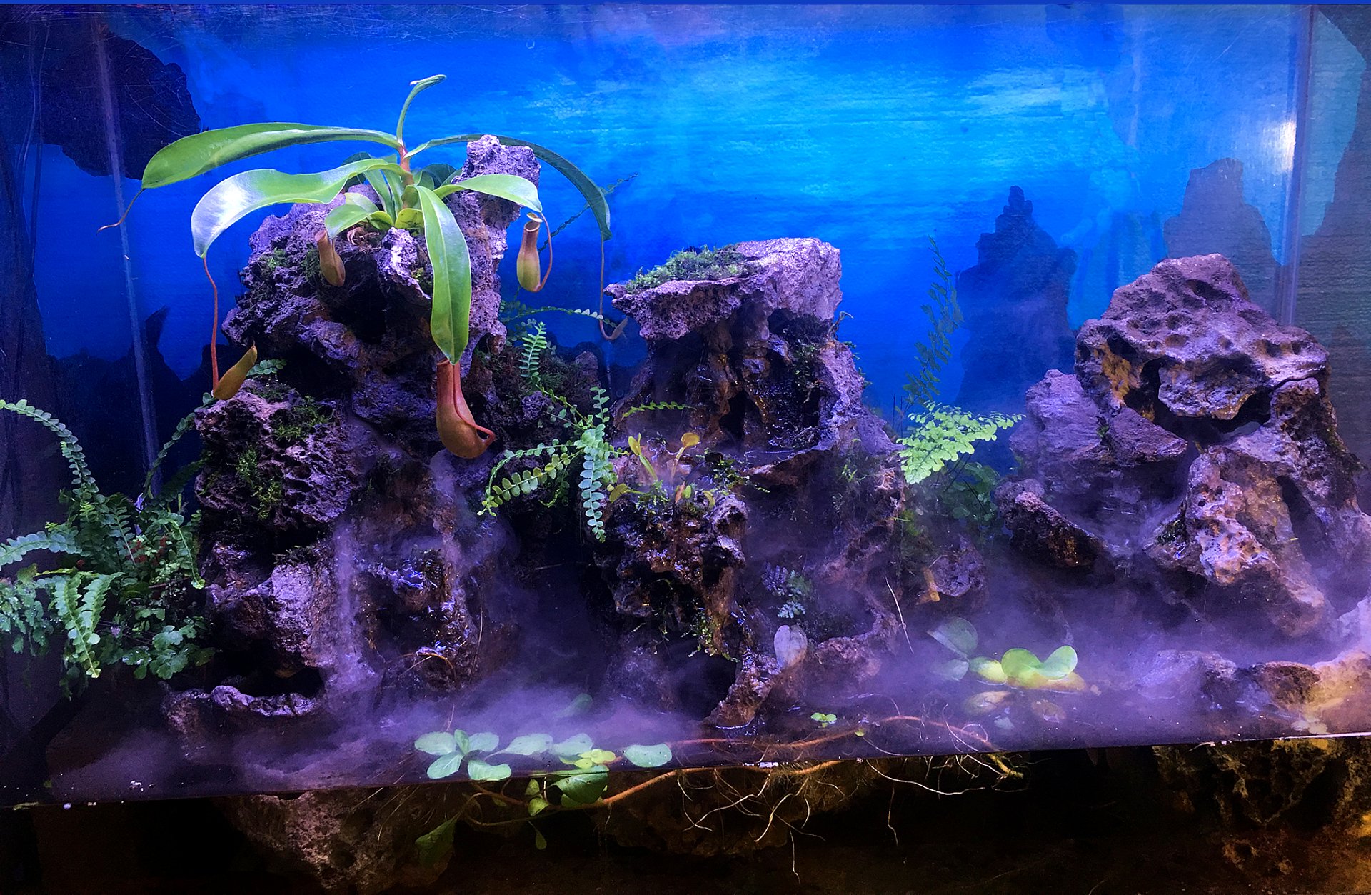 Custom frog and salamander habitat featuring three sculpted stone formations, Nepenthes, ferns, and a mist