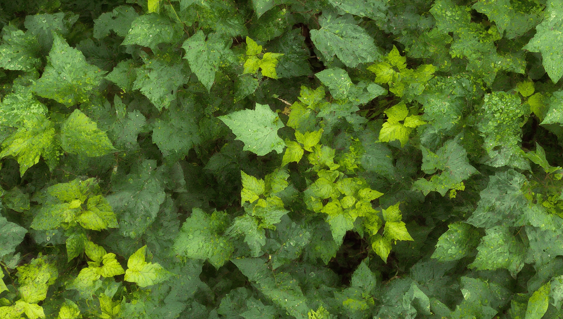 shallow focus photo of green leaves