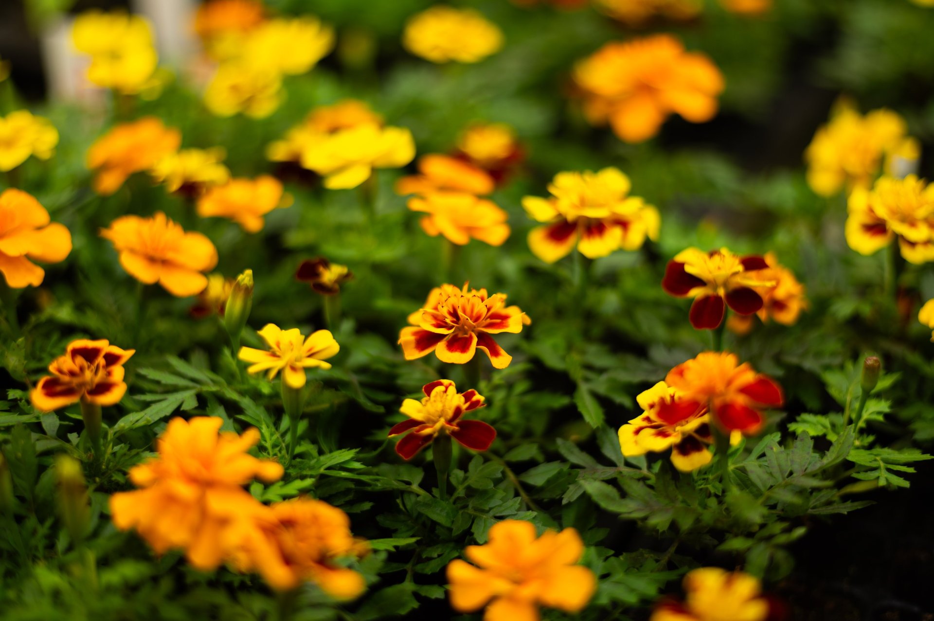 black and brown leather padded tub sofa