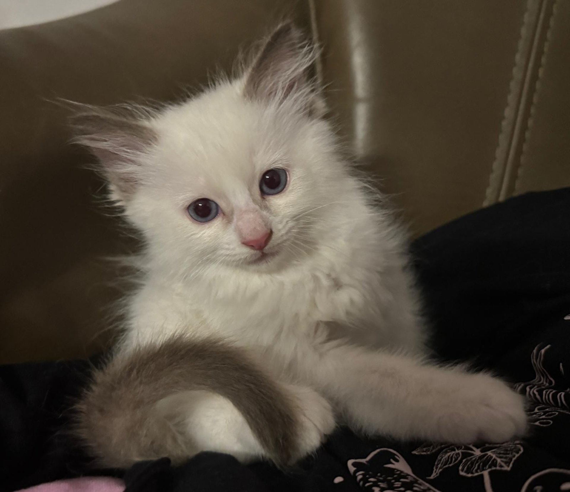black and brown leather padded tub sofa