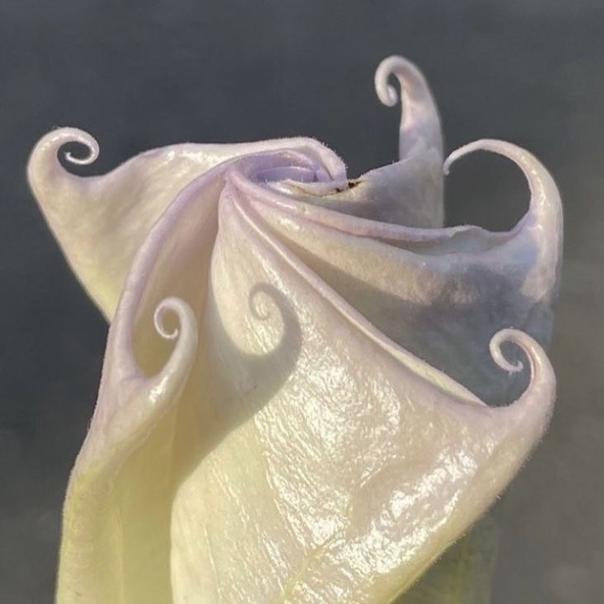 full moon over brown trees