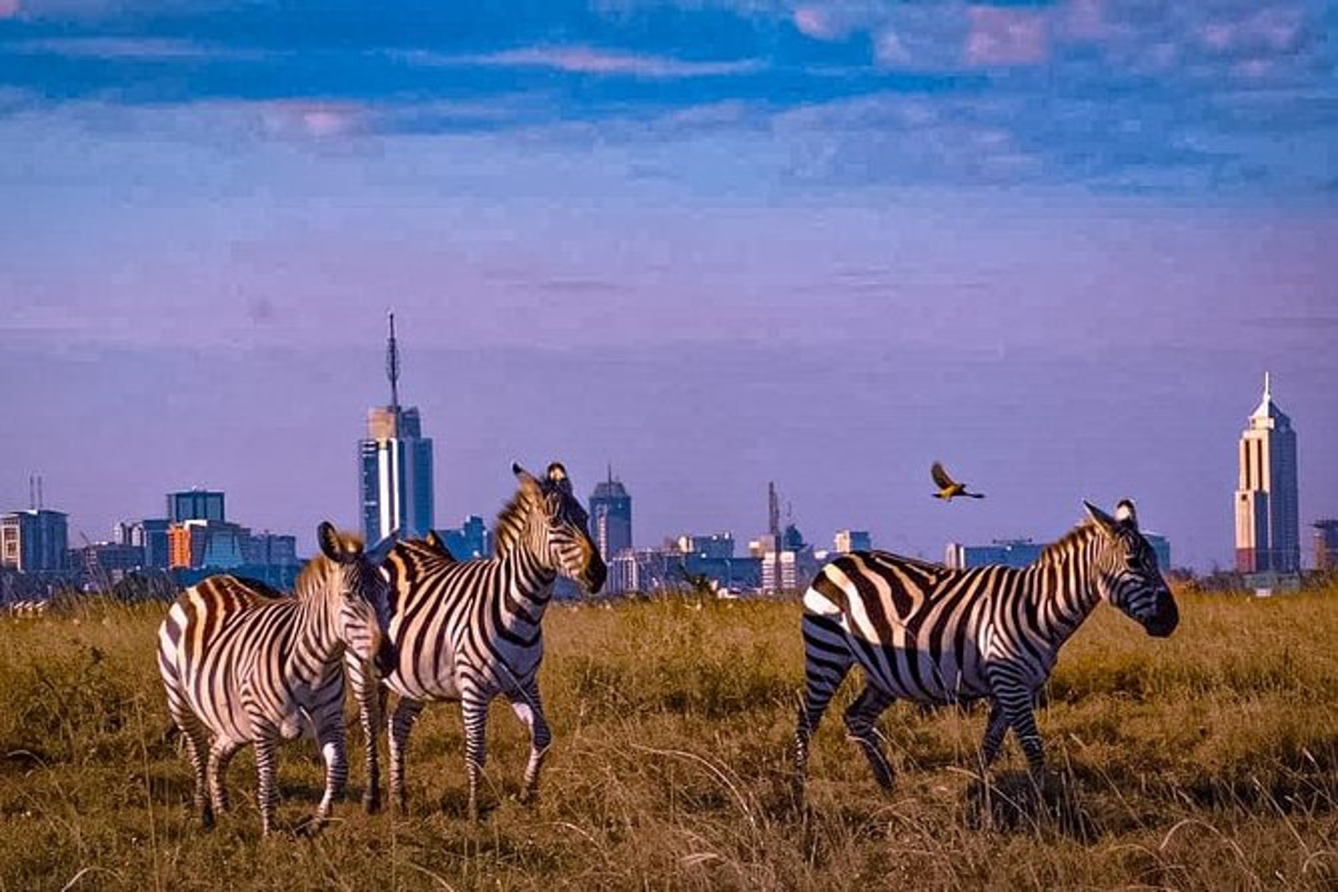 a couple of zebra standing on top of a dry grass field