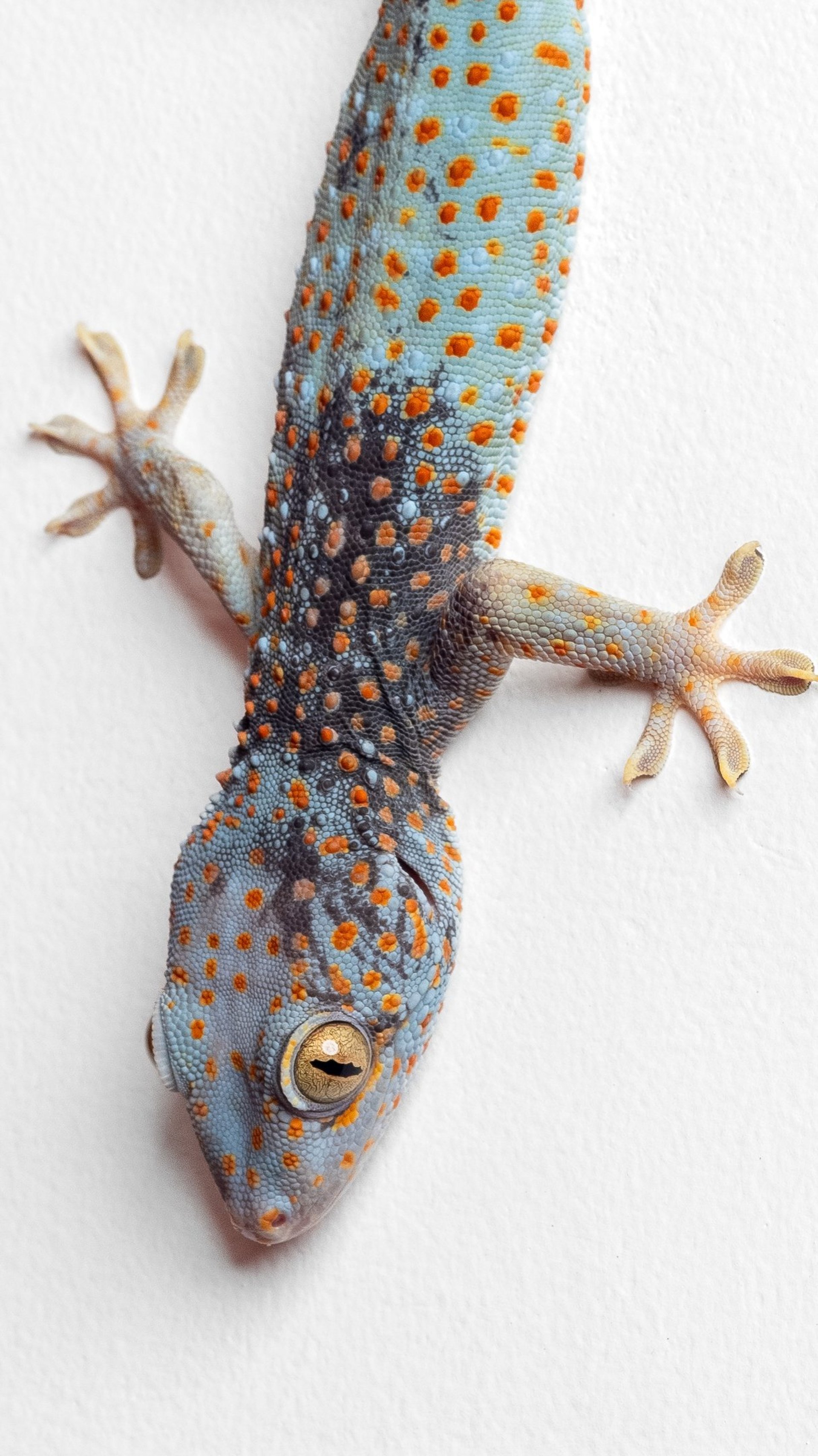 a close up of a black and brown abstract painting