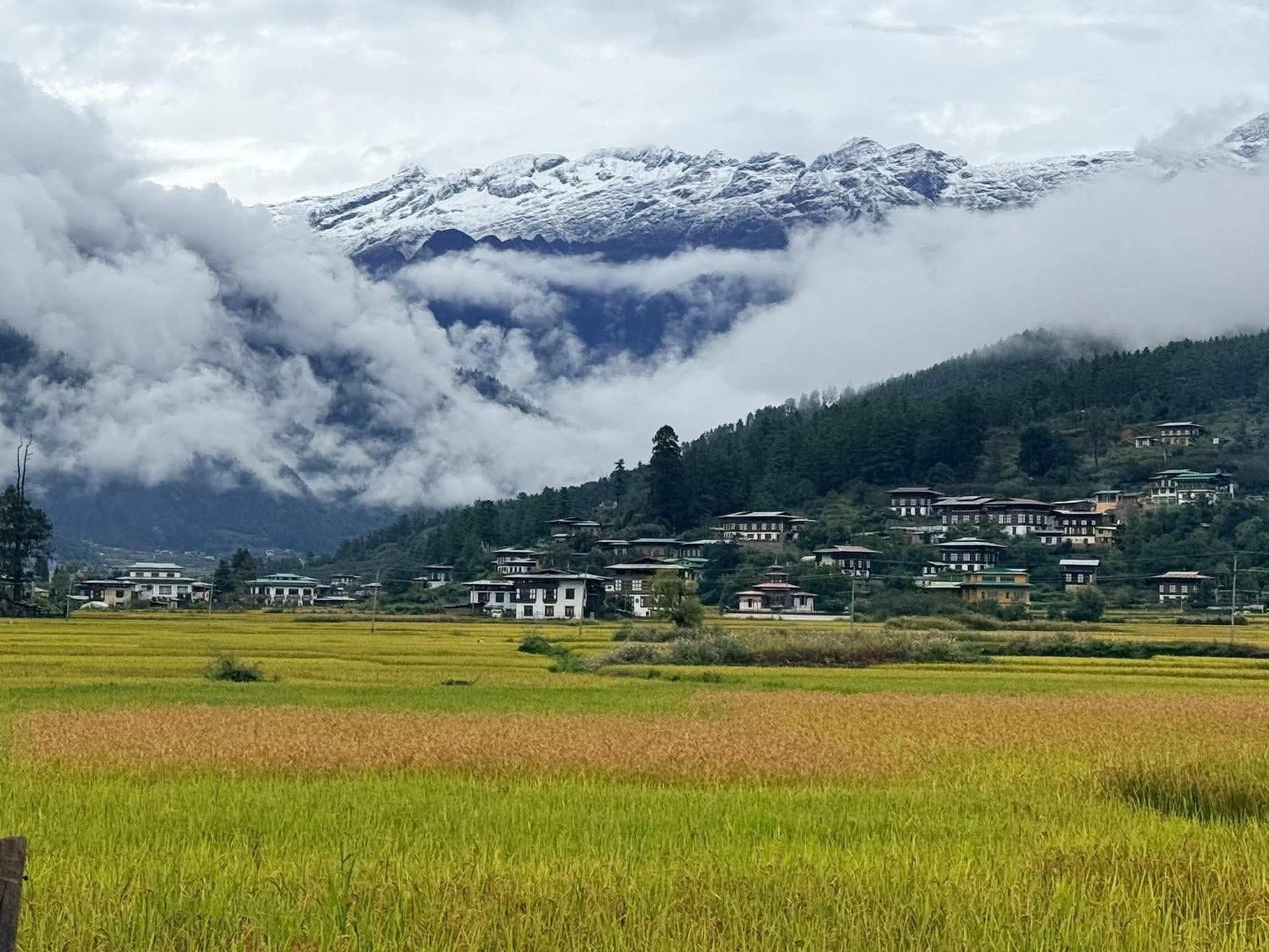 black blue and yellow textile