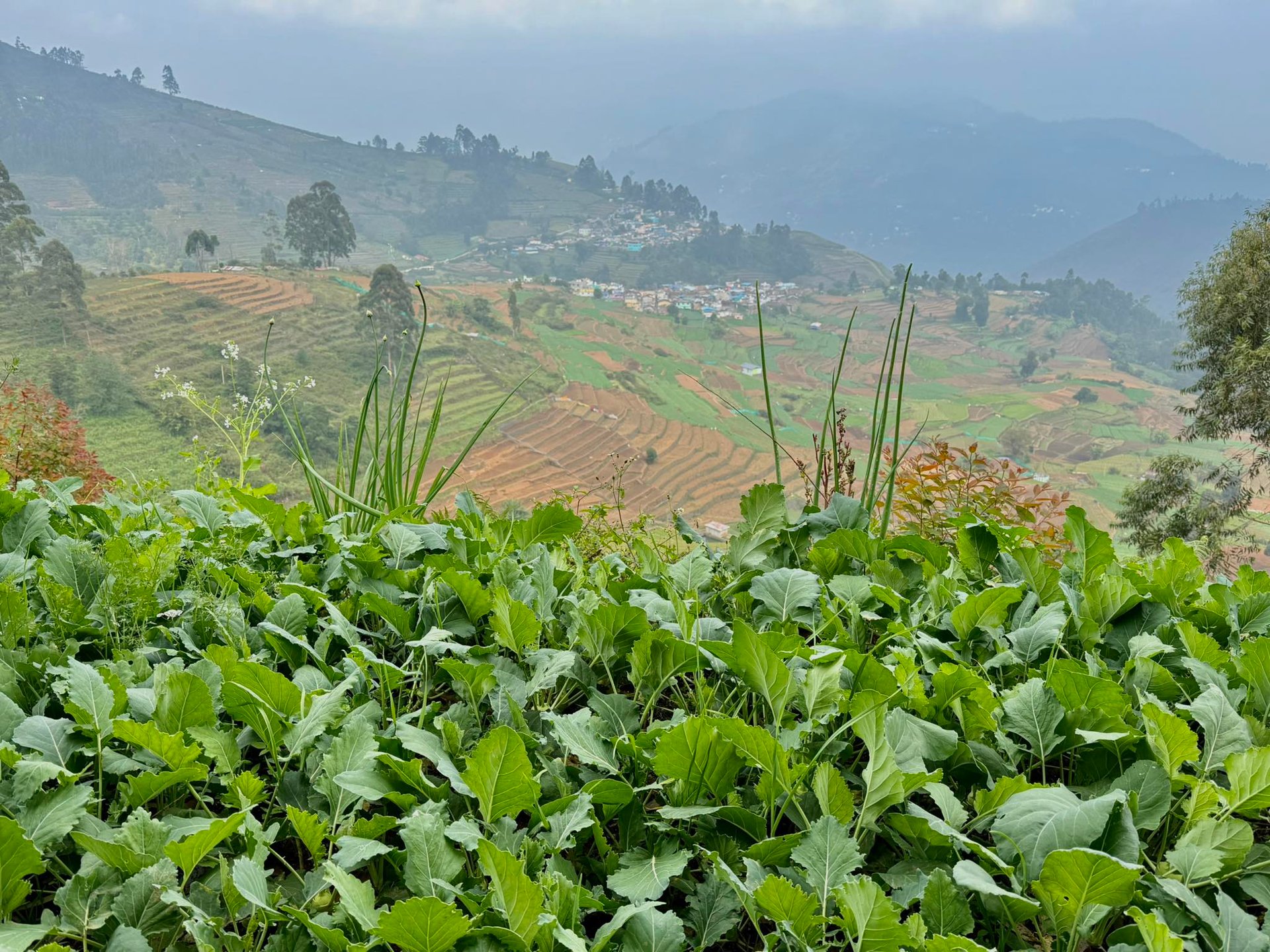 Farming in Vilpatti Village.jpg
