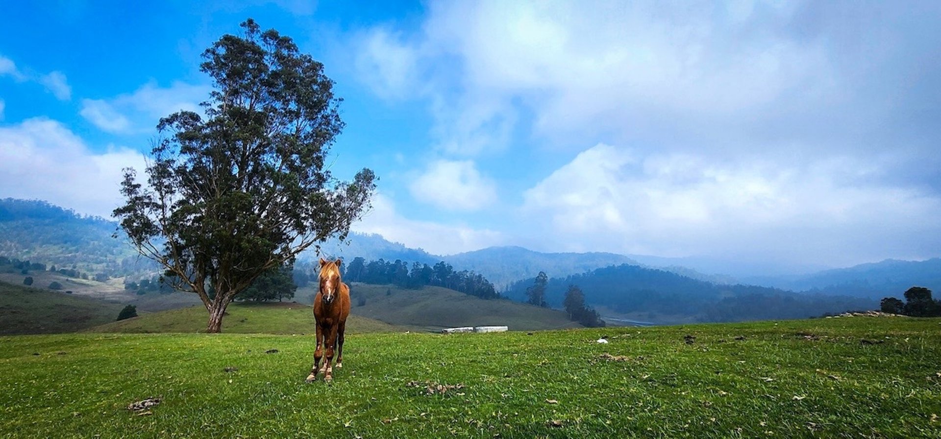 Mannavanur sheep farm view