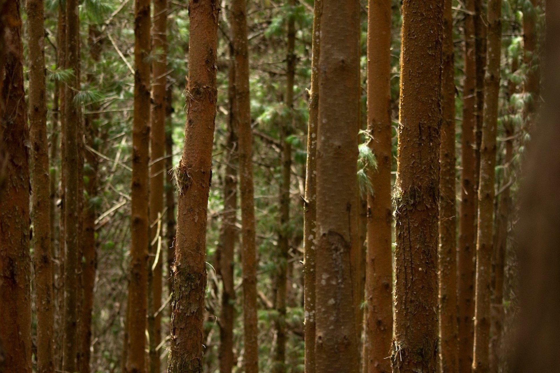 Pine forests on the way to Mannavanur