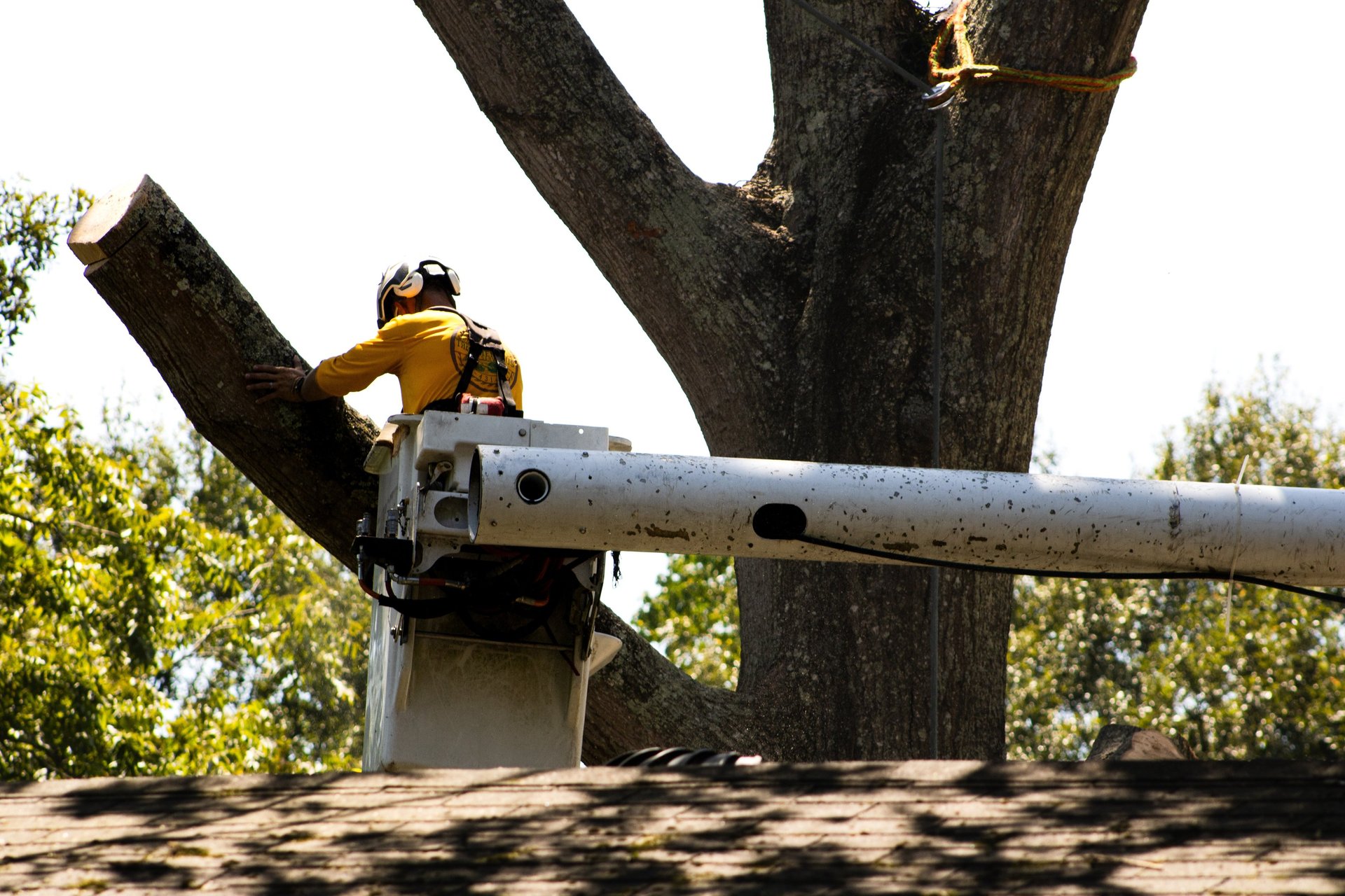 TREE-MENDOUS Tree Service