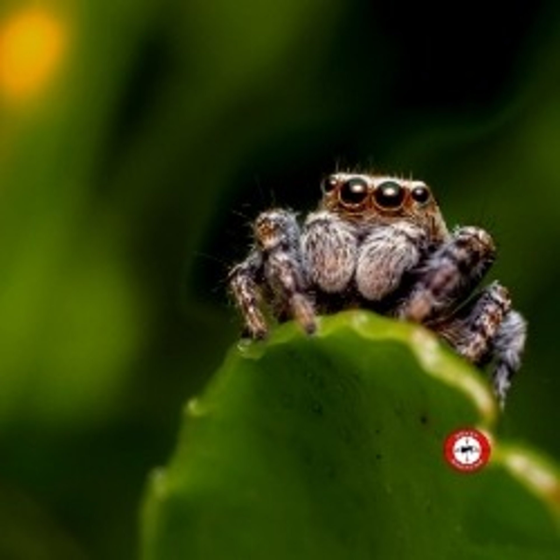 black blue and yellow textile