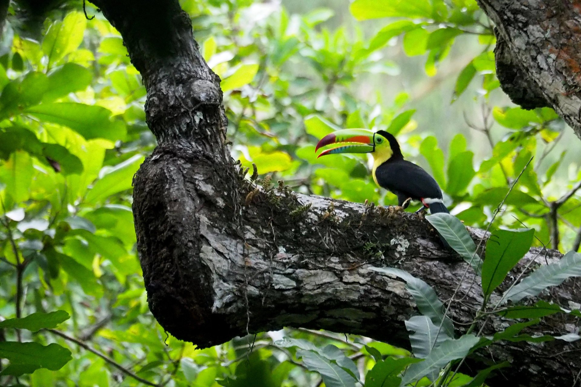 Tucan Bird in Bunkuany Trek With Domek
