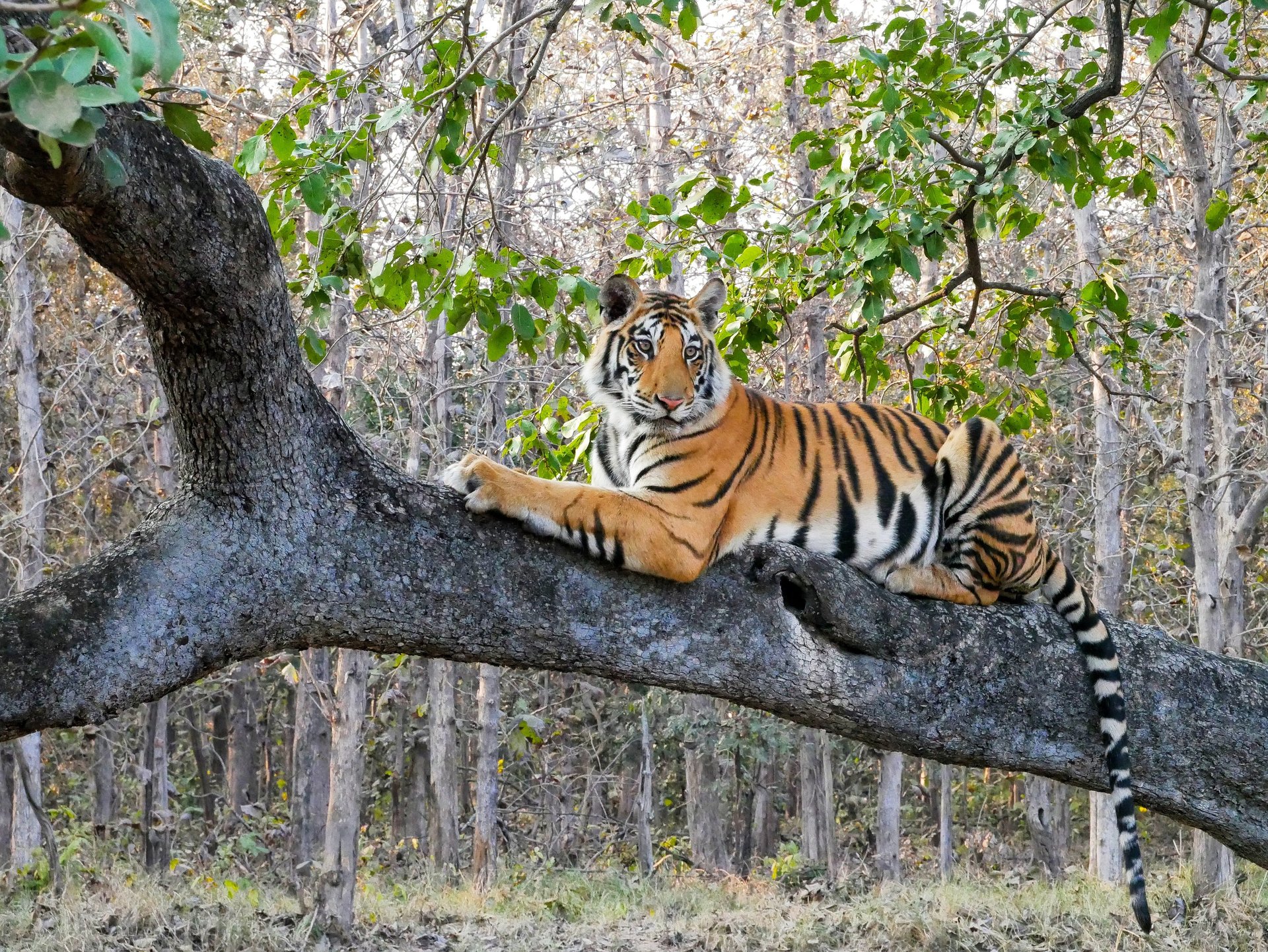 a tiger walking through a forest filled with trees