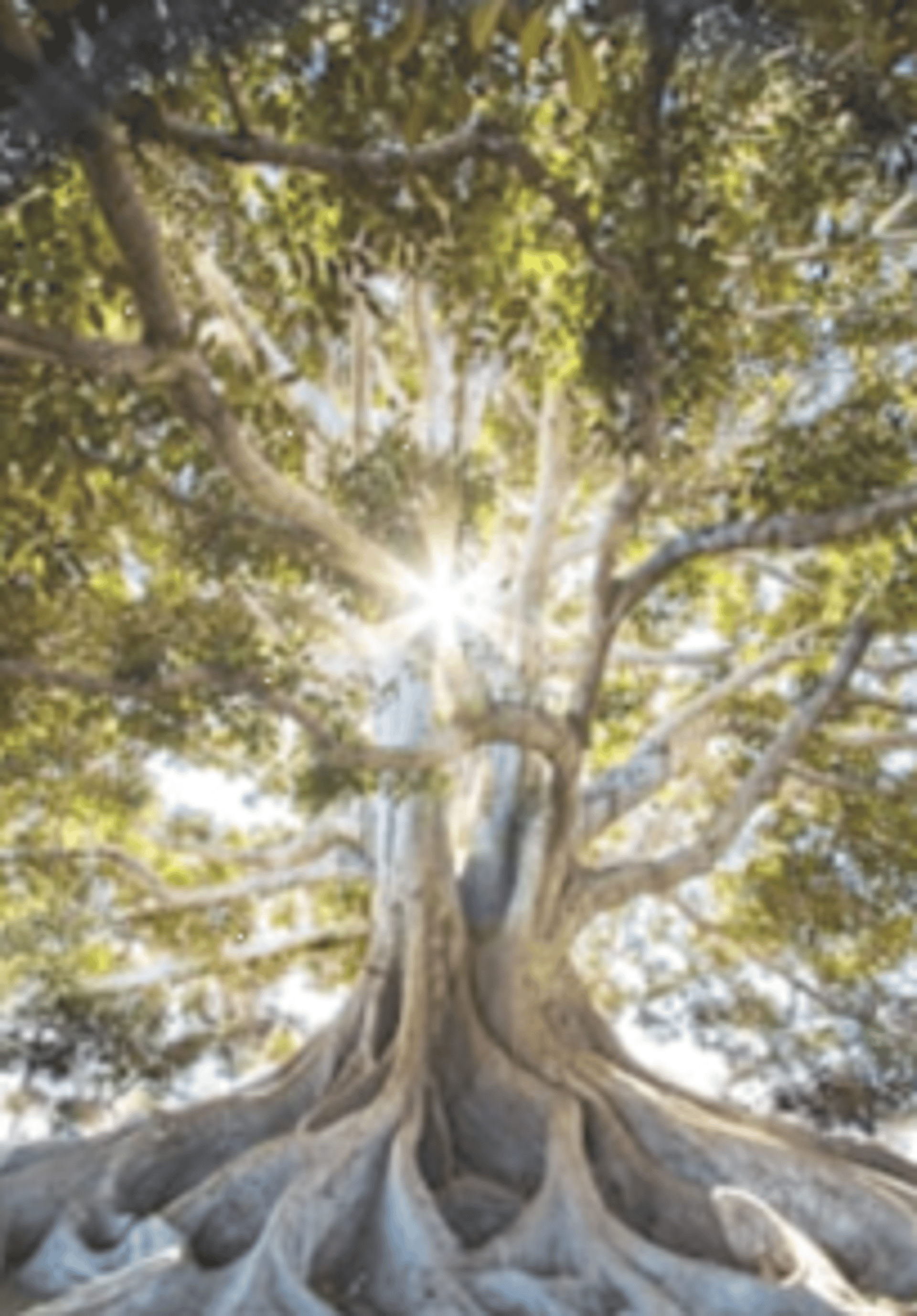 sun light passing through green leafed tree